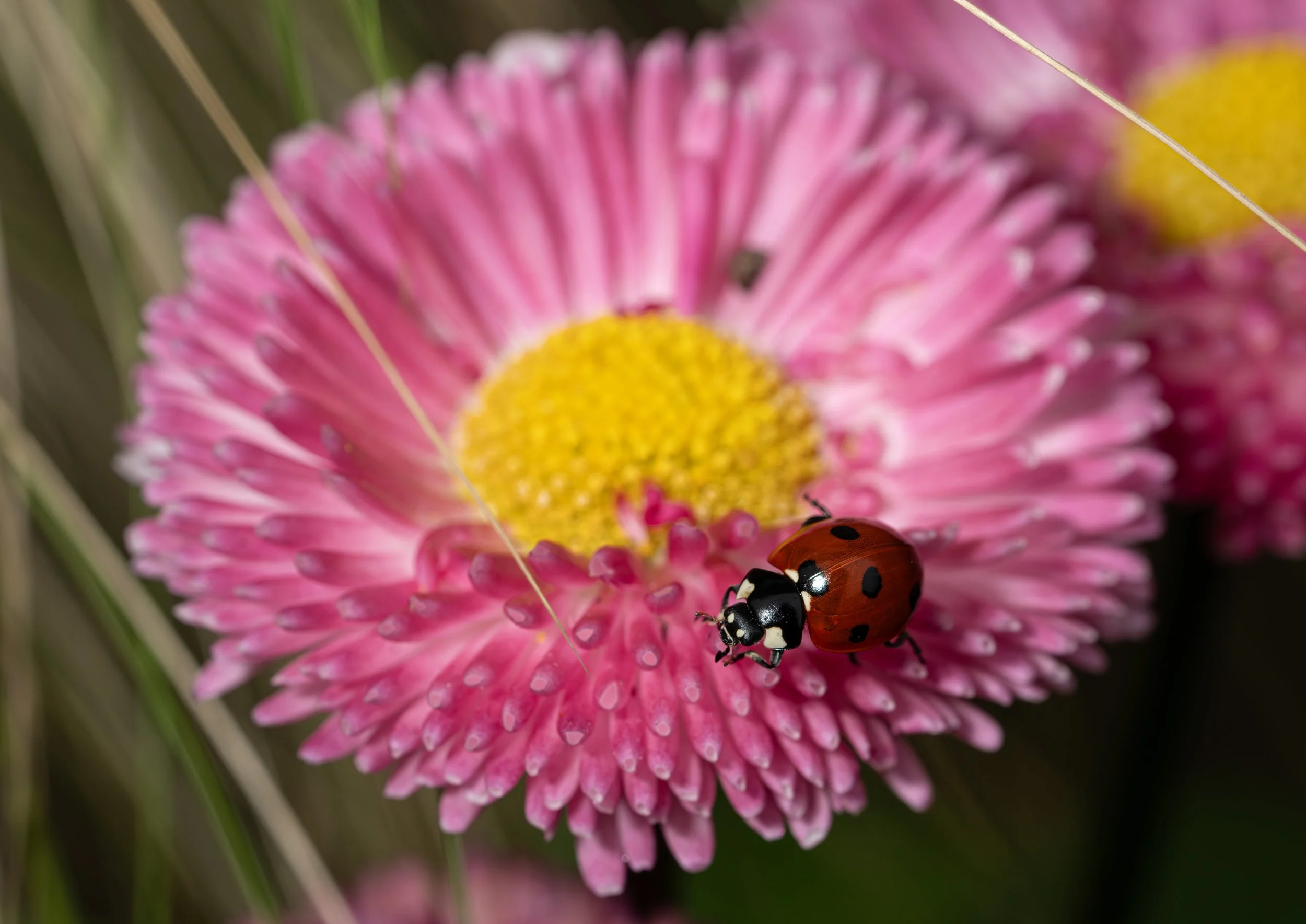 Pink daisy flower with water droplets and a ladybug on it.