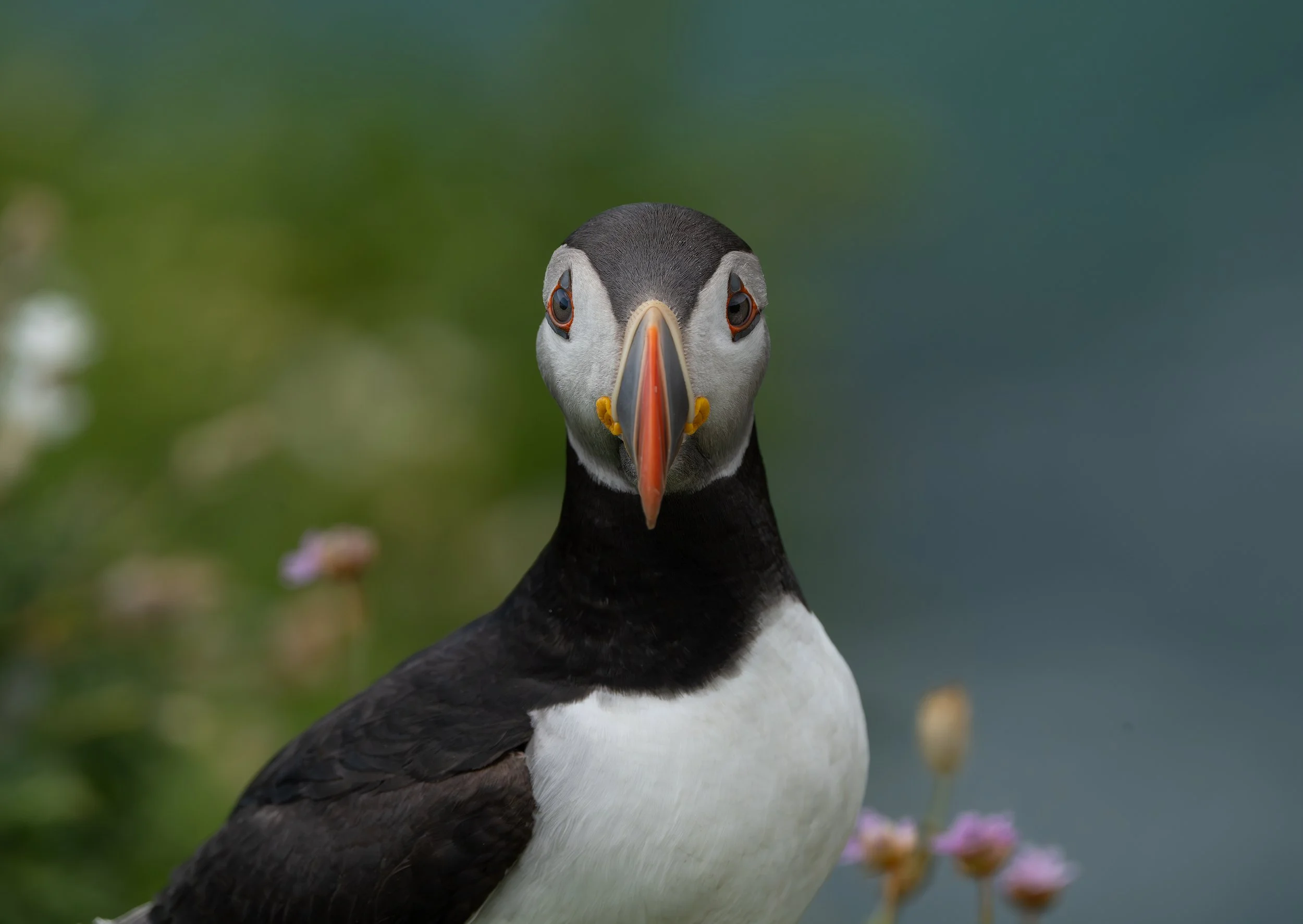 Close-up of a puffin bird's face showing its colorful beak and black and white feathers, with a blurred green background.