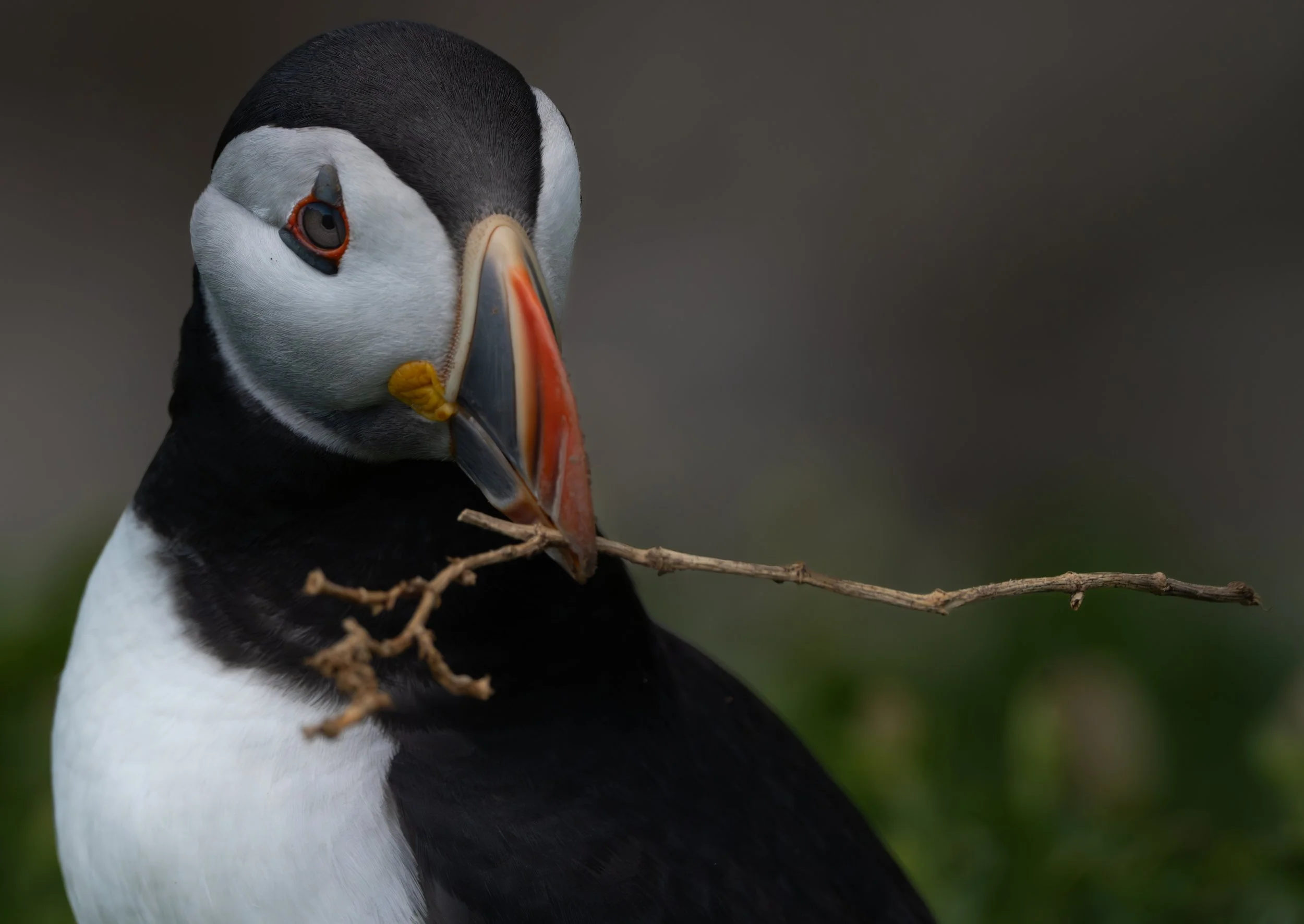 Close-up of a puffin holding a small branch in its beak.