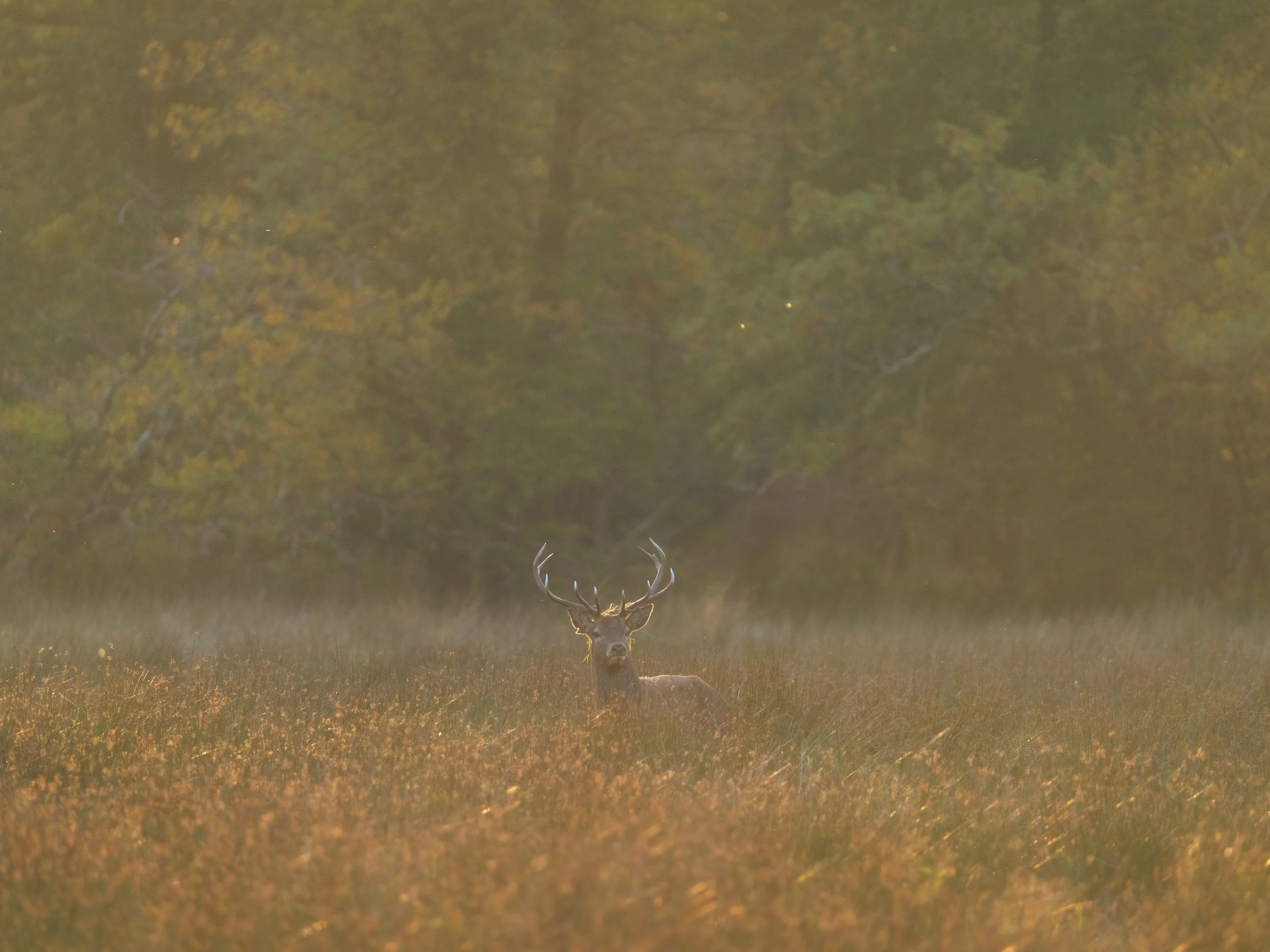 A large deer with antlers standing in a field with tall grass, surrounded by trees with autumn-colored leaves, during sunset.