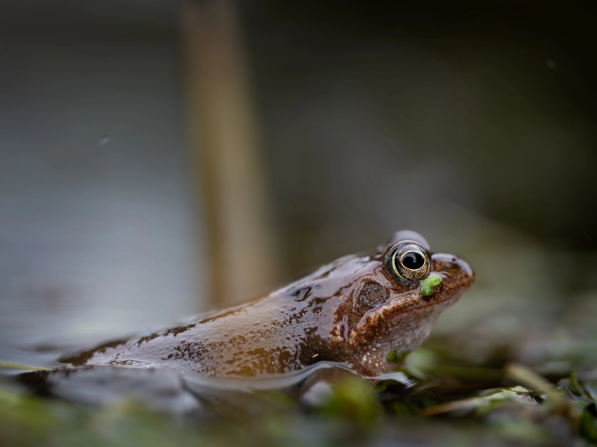 A close-up of a frog on water with its eyes in focus.