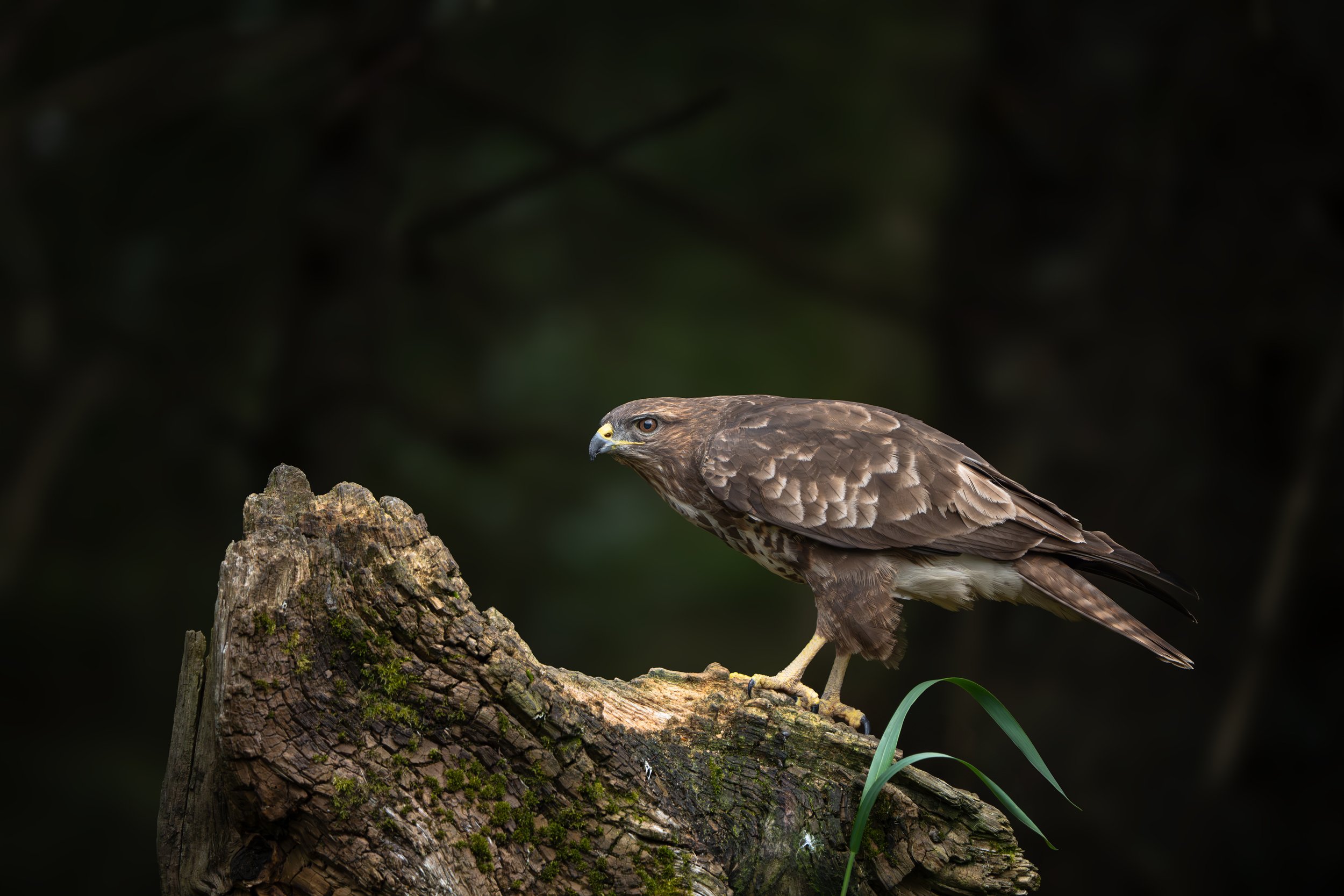 A common buzzard perched on a weathered tree stump with a dark, blurred background.
