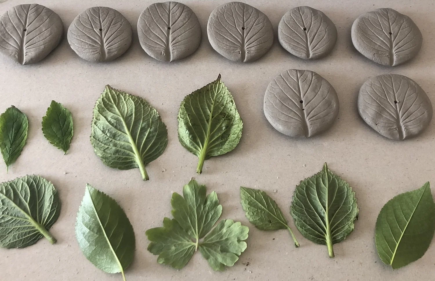 Assorted leaves including green and gray, some pressed and some fresh, arranged in rows on a light-colored surface.