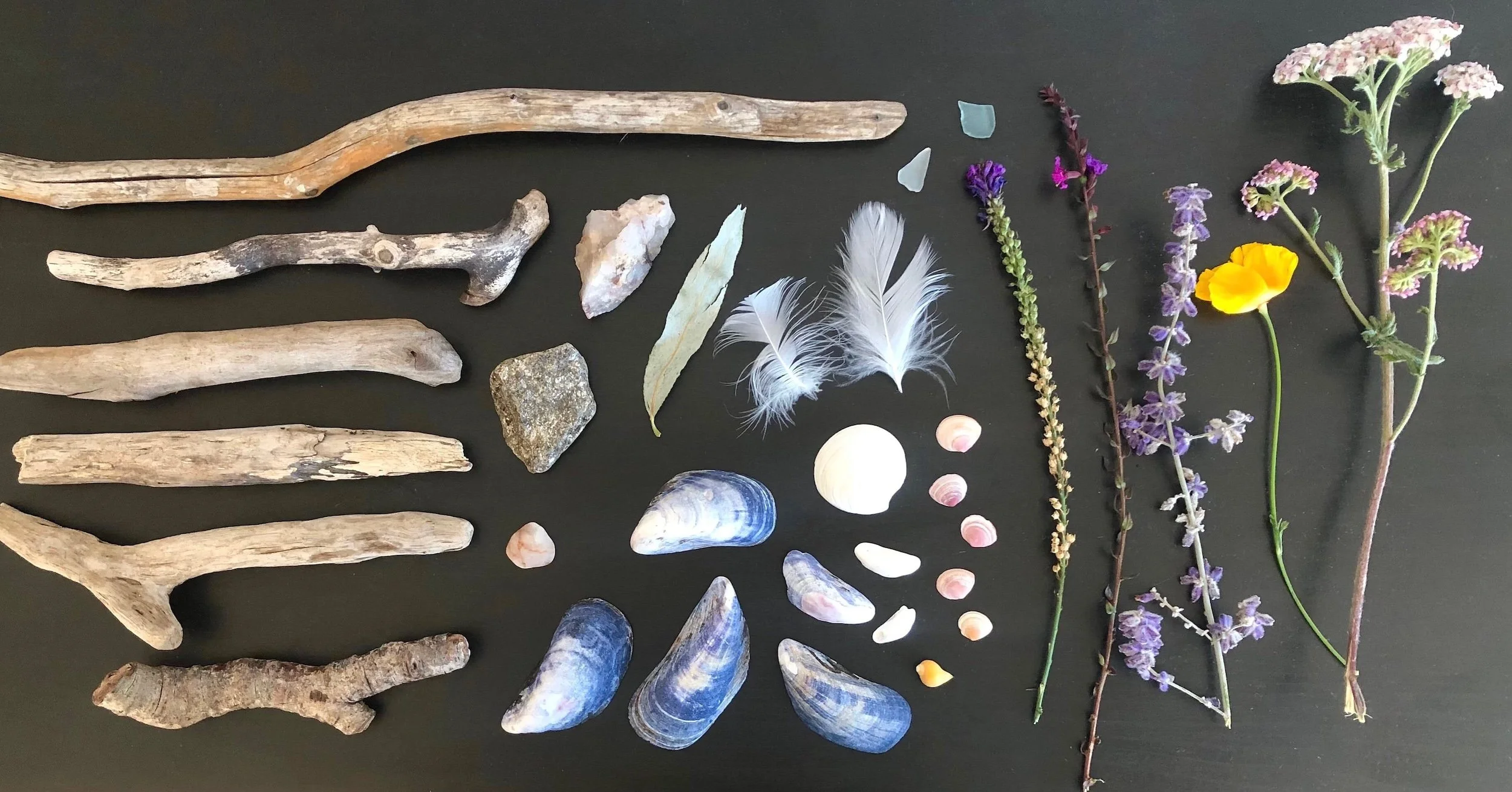 A collection of driftwood, seashells, stones, feathers, and dried flowers arranged on a black surface.