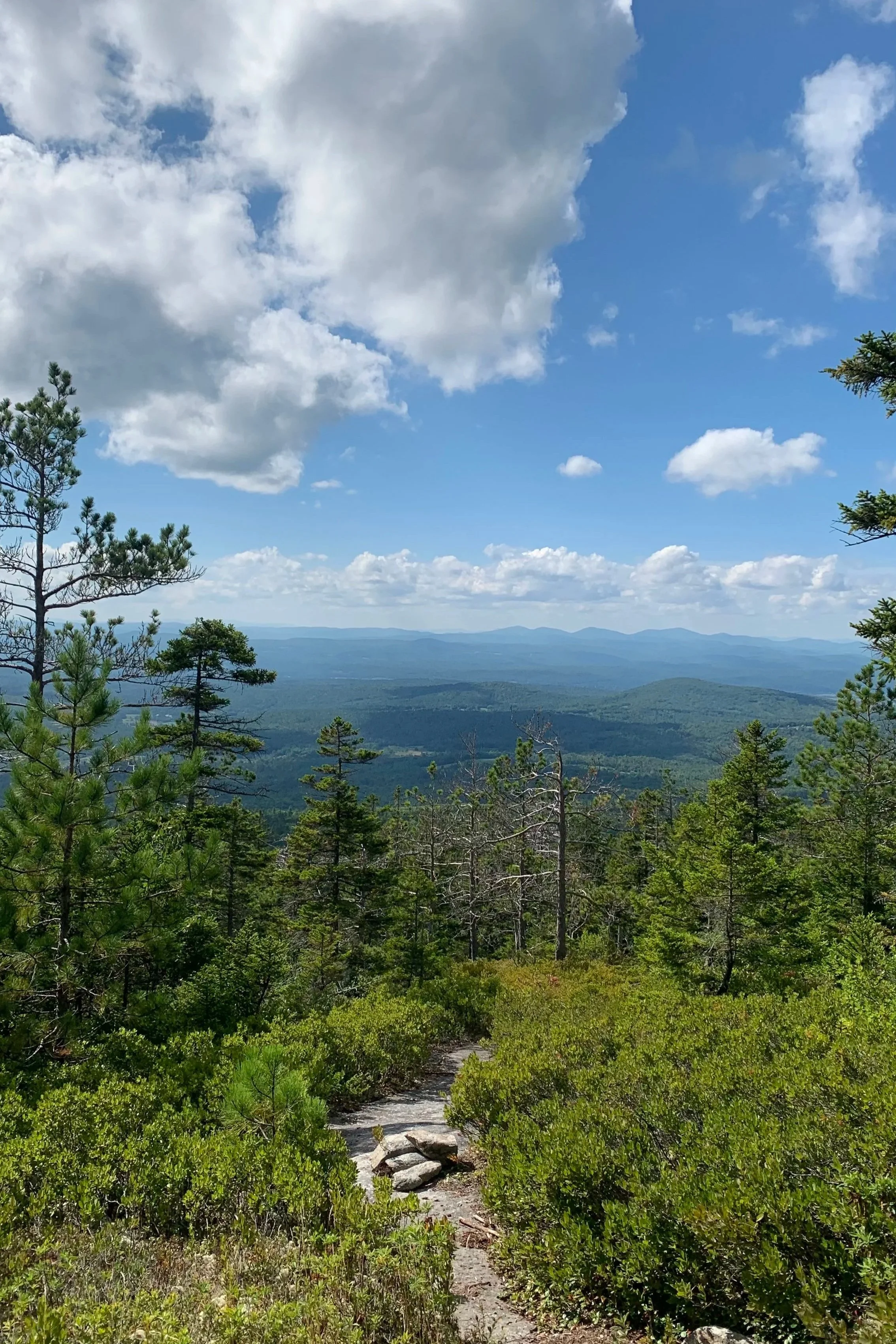 A mountain trail with rocks and green bushes, leading through a forest of pine trees, with a mountain range and cloudy sky in the distance.