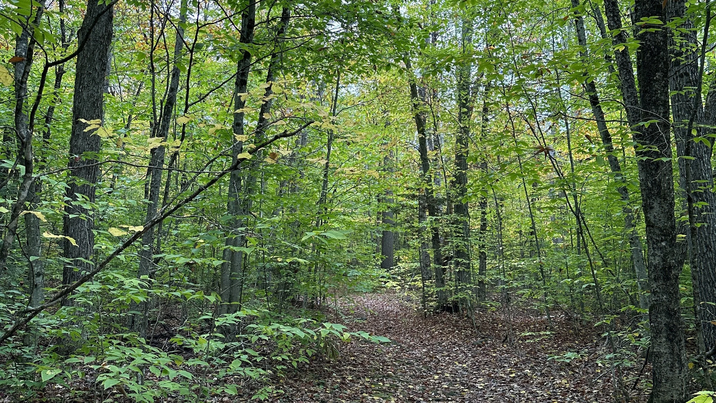 A forest trail surrounded by tall trees with green leaves, some starting to turn yellow, and a dirt path leading into the distance.
