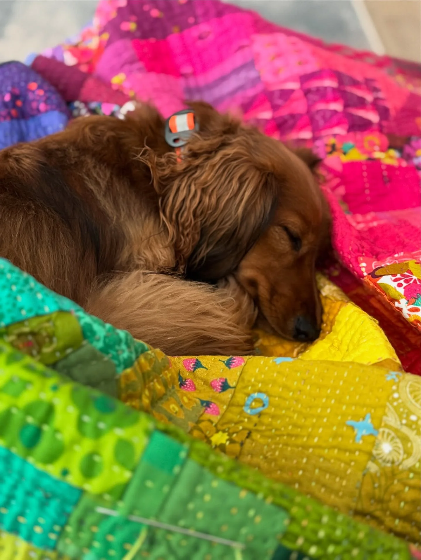 Do you let your pets sleep on your quilts? I do! 

This is CJ, Claudia Joy, aka devil dog, spice girl, and god damn it CJ. She looks so sweet when she&rsquo;s sleeping, but all the neighbors know to step wide.