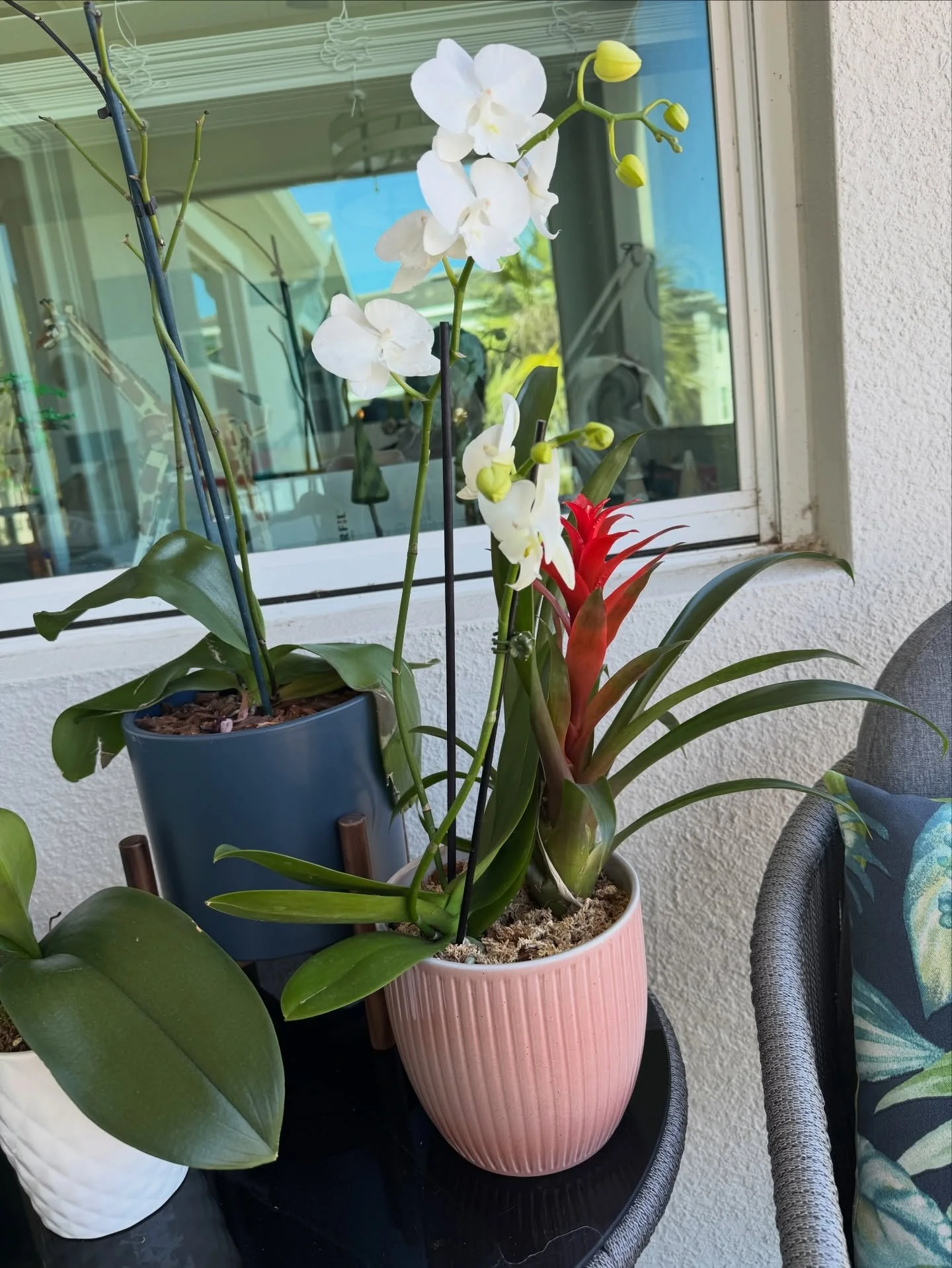 Someone sent me an orchid with a bromeliad! They forgot to put their name on the card, so here I am, sending my thank you. 

Mom used to send me anonymous flowers every year on Valentine&rsquo;s Day from my &ldquo;secret admirer.&rdquo; So whether yo