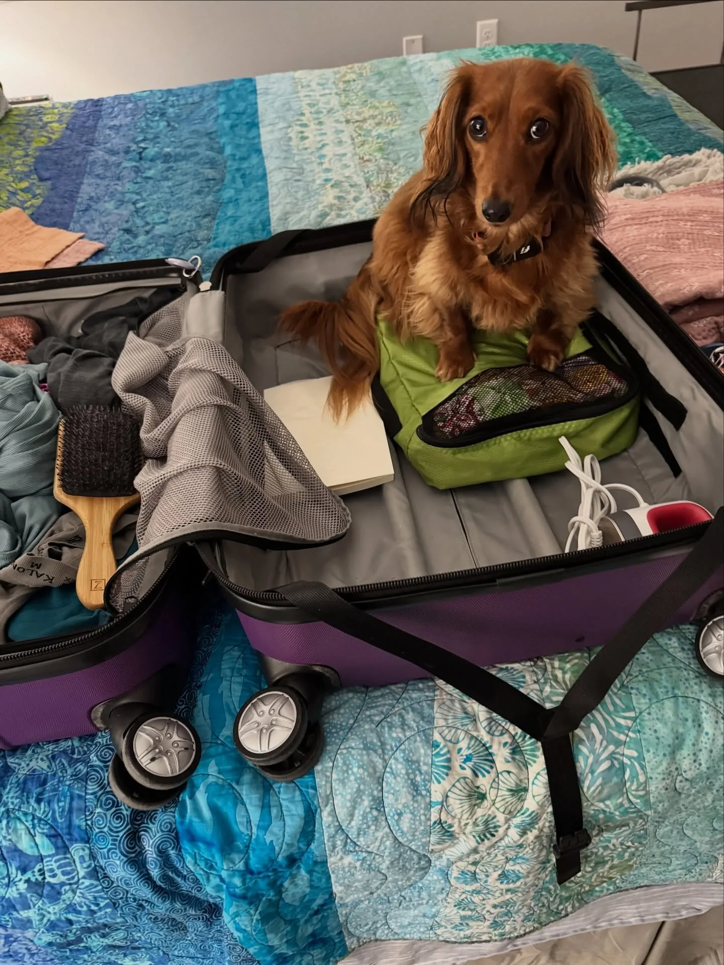 I&rsquo;m all packed up and heading to Quiltville! CJ demonstrated how well she fit in the bag. 

I&rsquo;m only bringing handwork to make life easier. Of course, I had a major freak out when I realized my Handloom project required bias tape. So, the