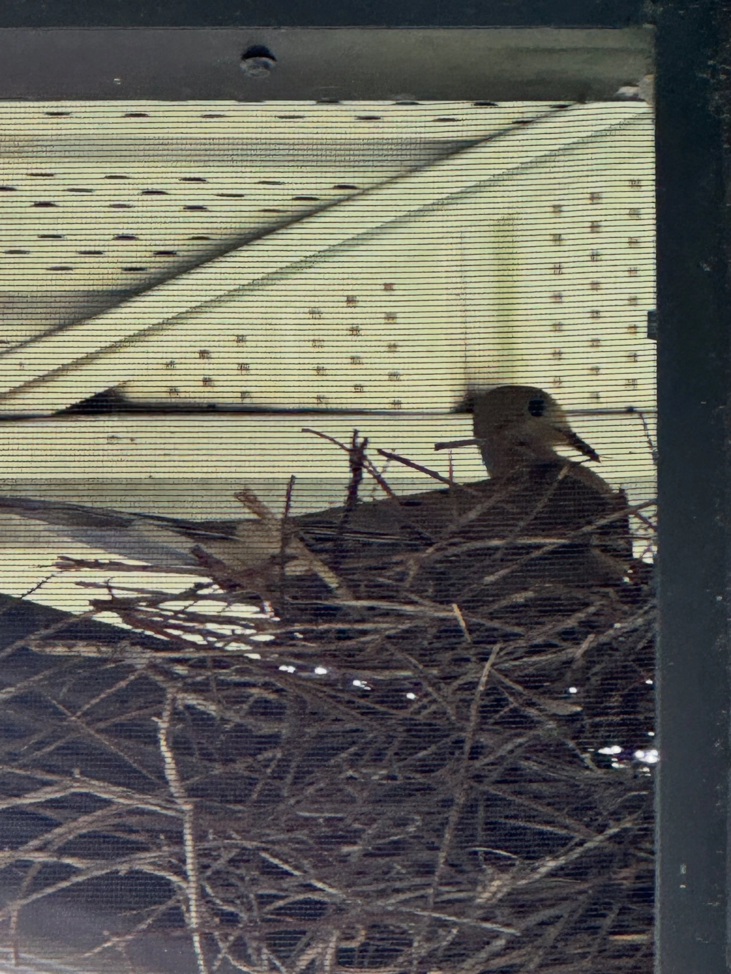 New house for me! And it came with birds! Woohoo. Meet Connie and David (not Dave). We are getting to know each other. 

More on the house soon. For now we&rsquo;re just shuffling stuff around and waiting for movers.