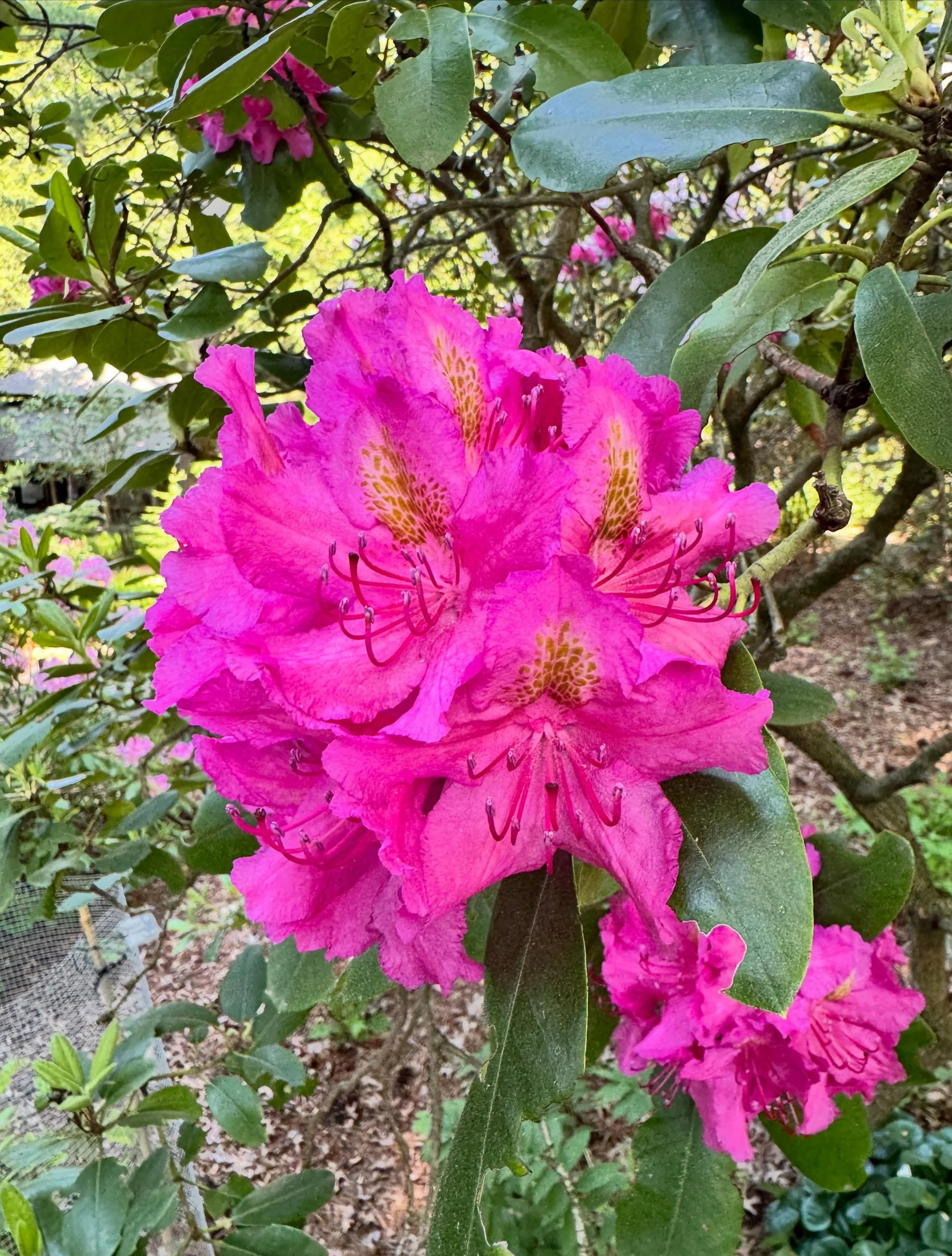 Spent a couple of hours in my happy place - the woods.  Gardens and flowers are beautiful, but give me tall trees and dappled shade, please. I&rsquo;ll wander for hours.