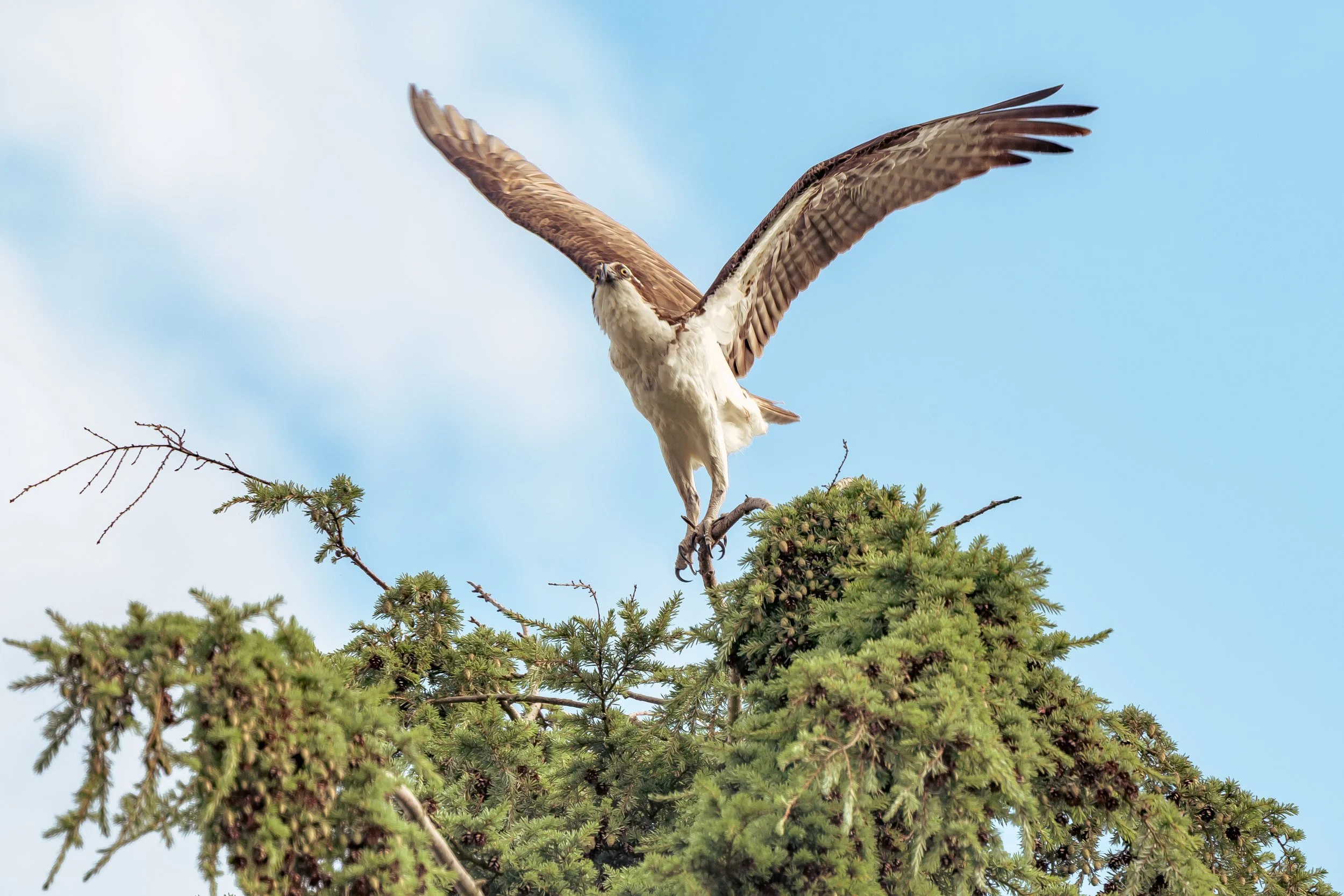 Bird-4.jpg