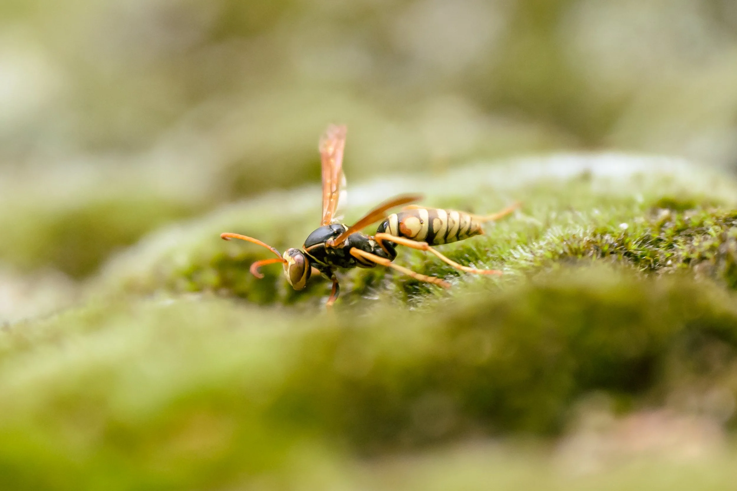 Insect-9.jpg
