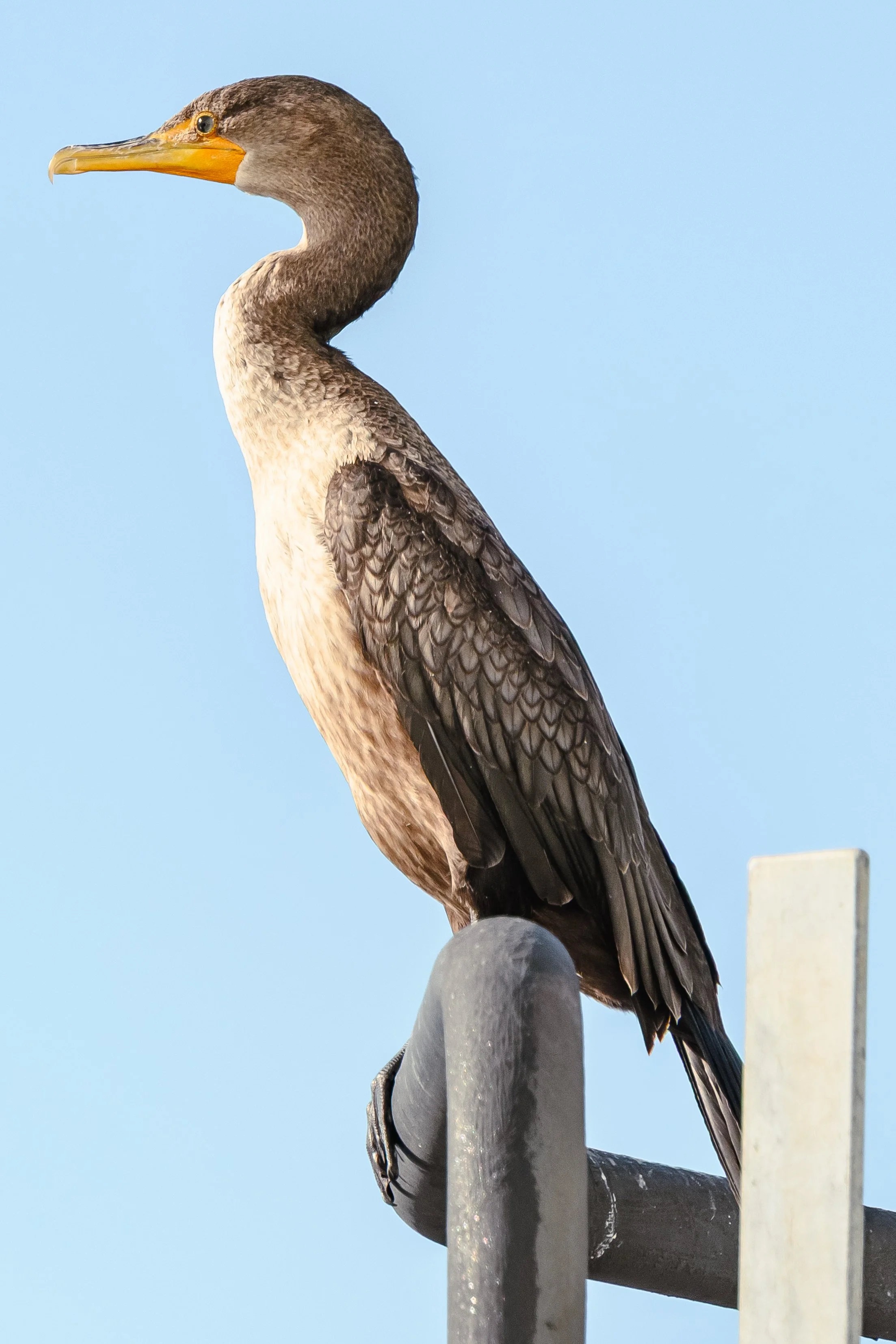 Bird-17.jpg
