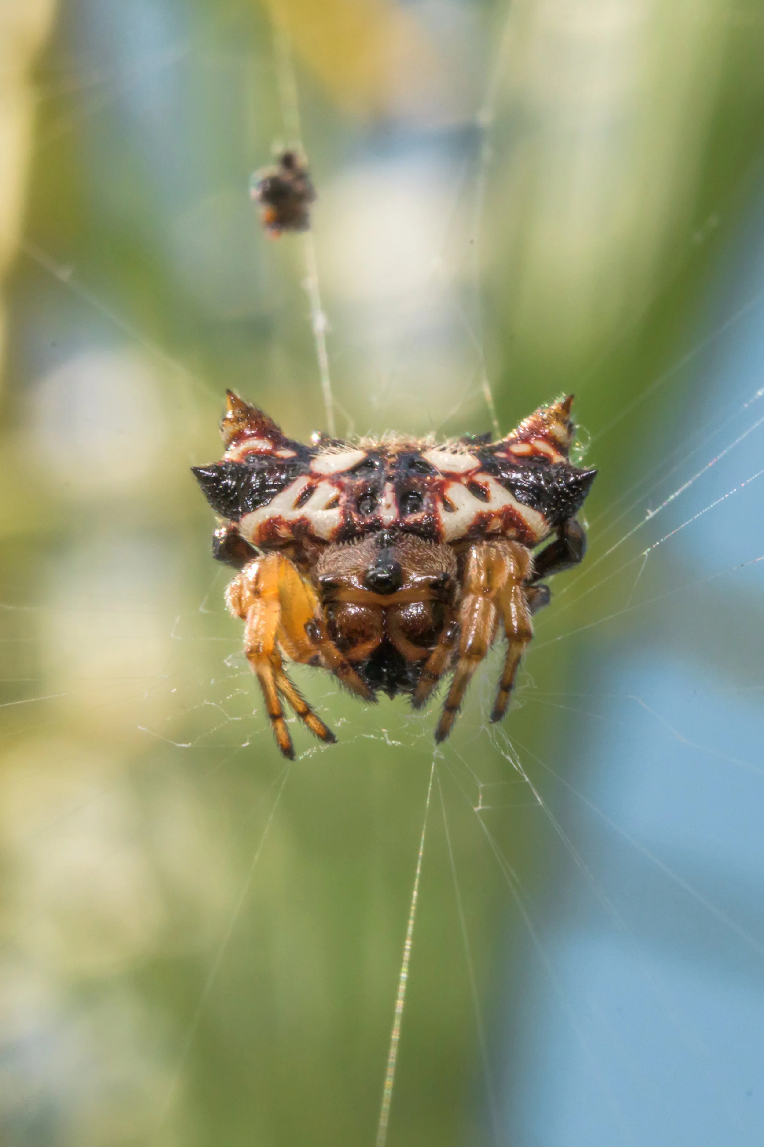 Spider-7.jpg
