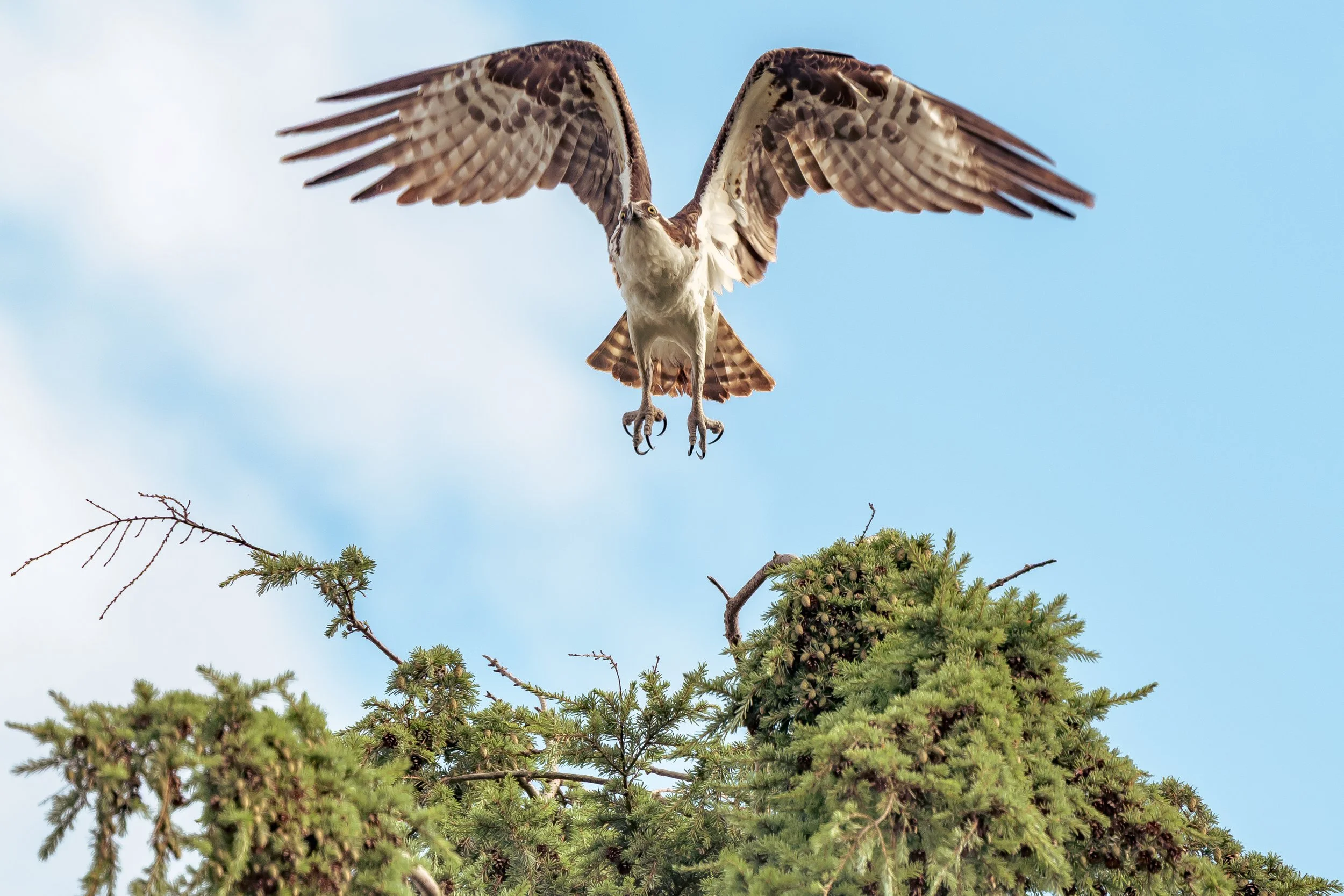 Bird-5.jpg