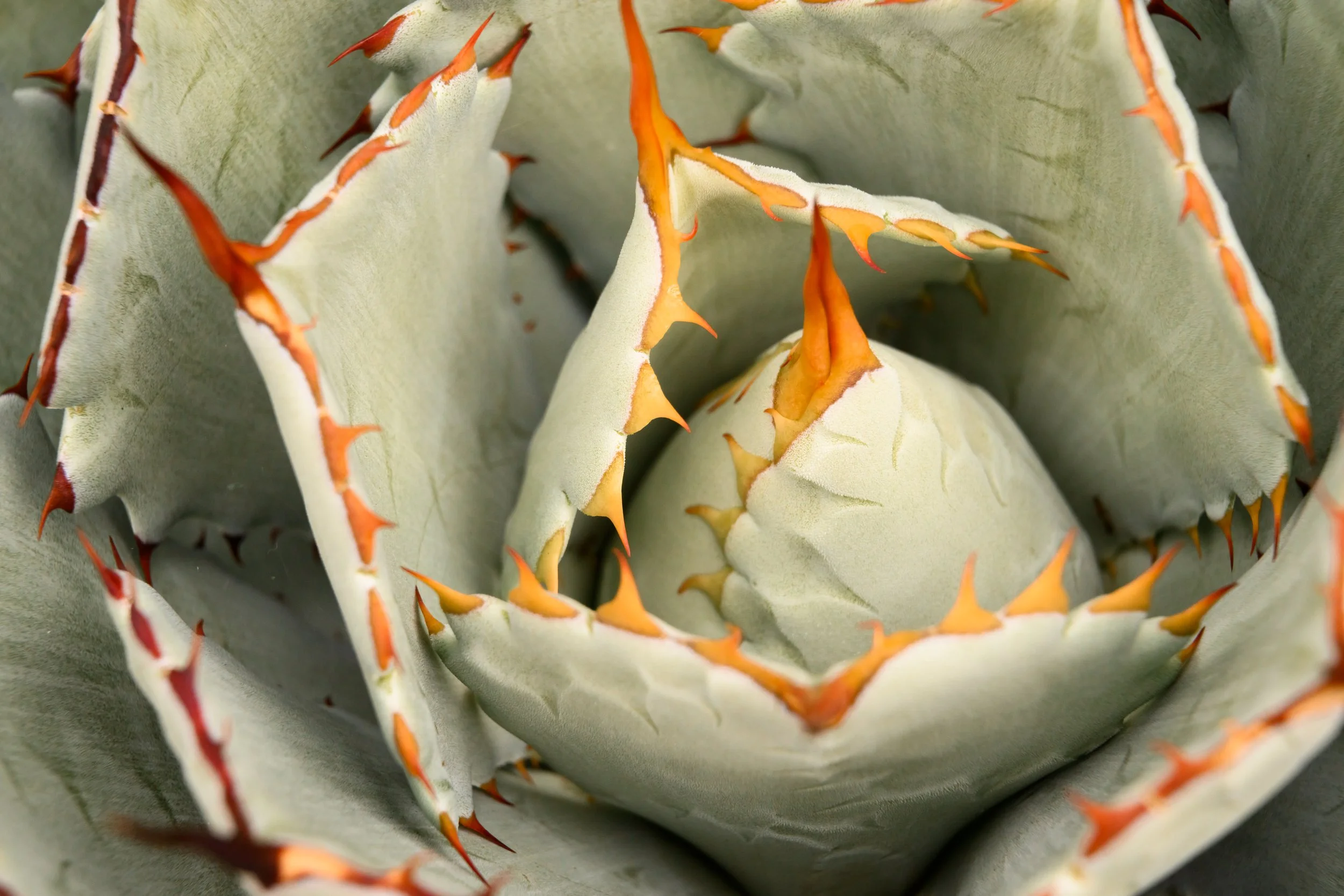 Plant Life-8.jpg