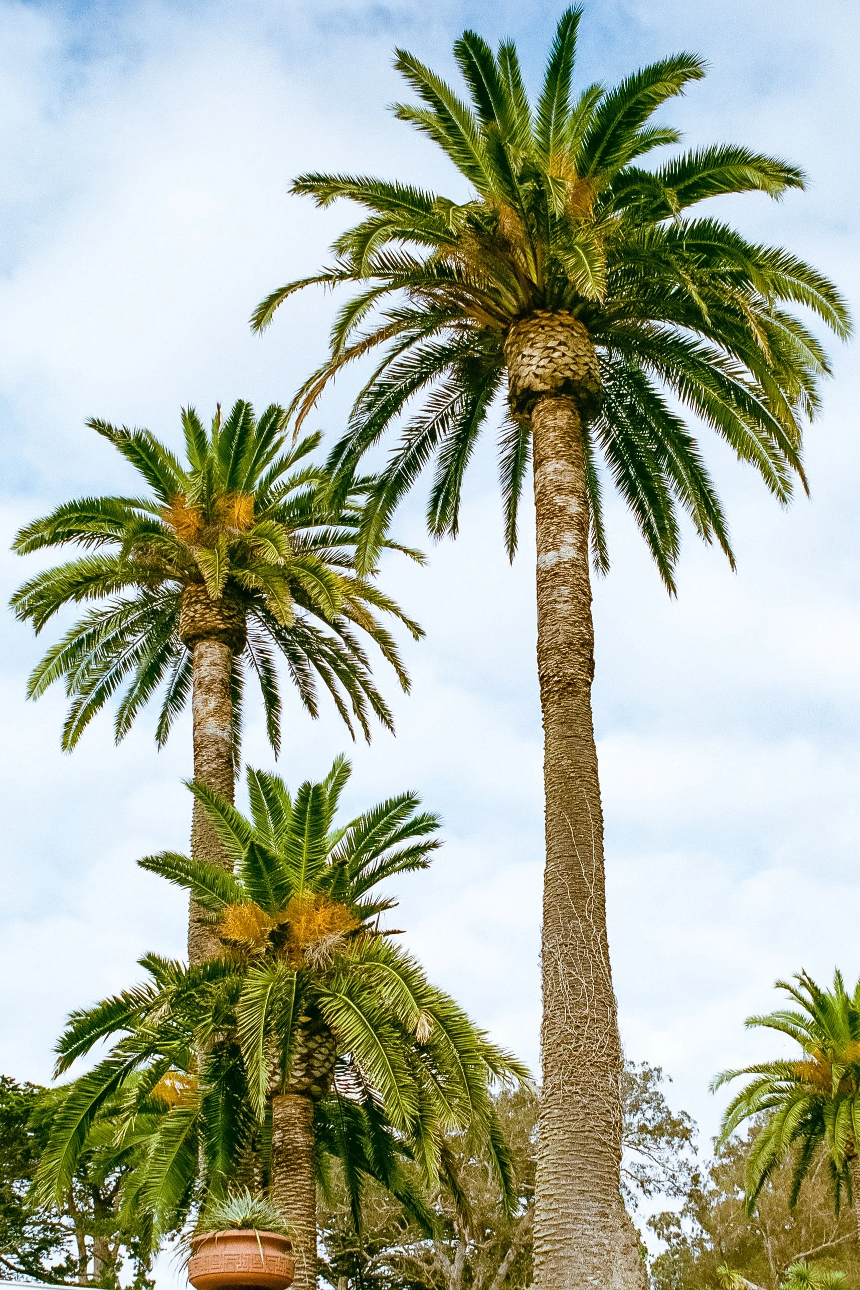 California-10.jpg