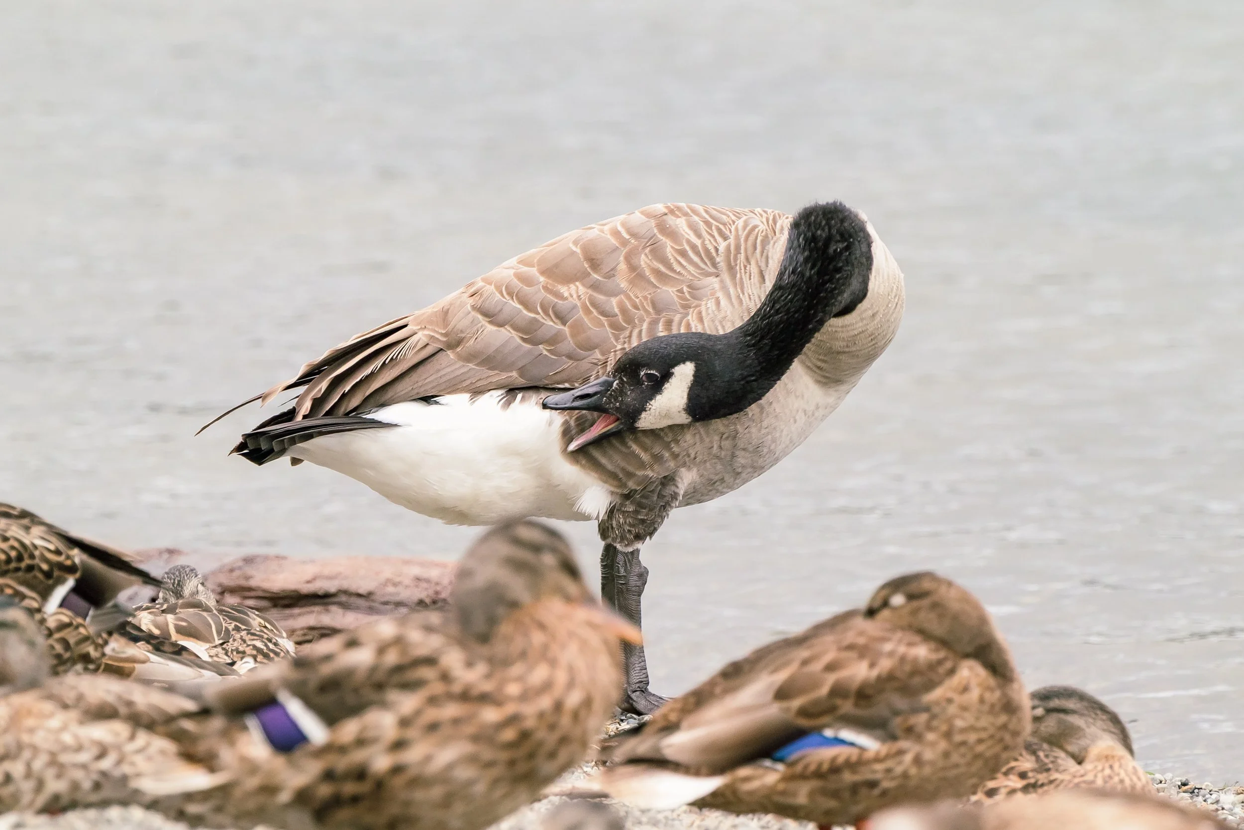 Bird-7.jpg