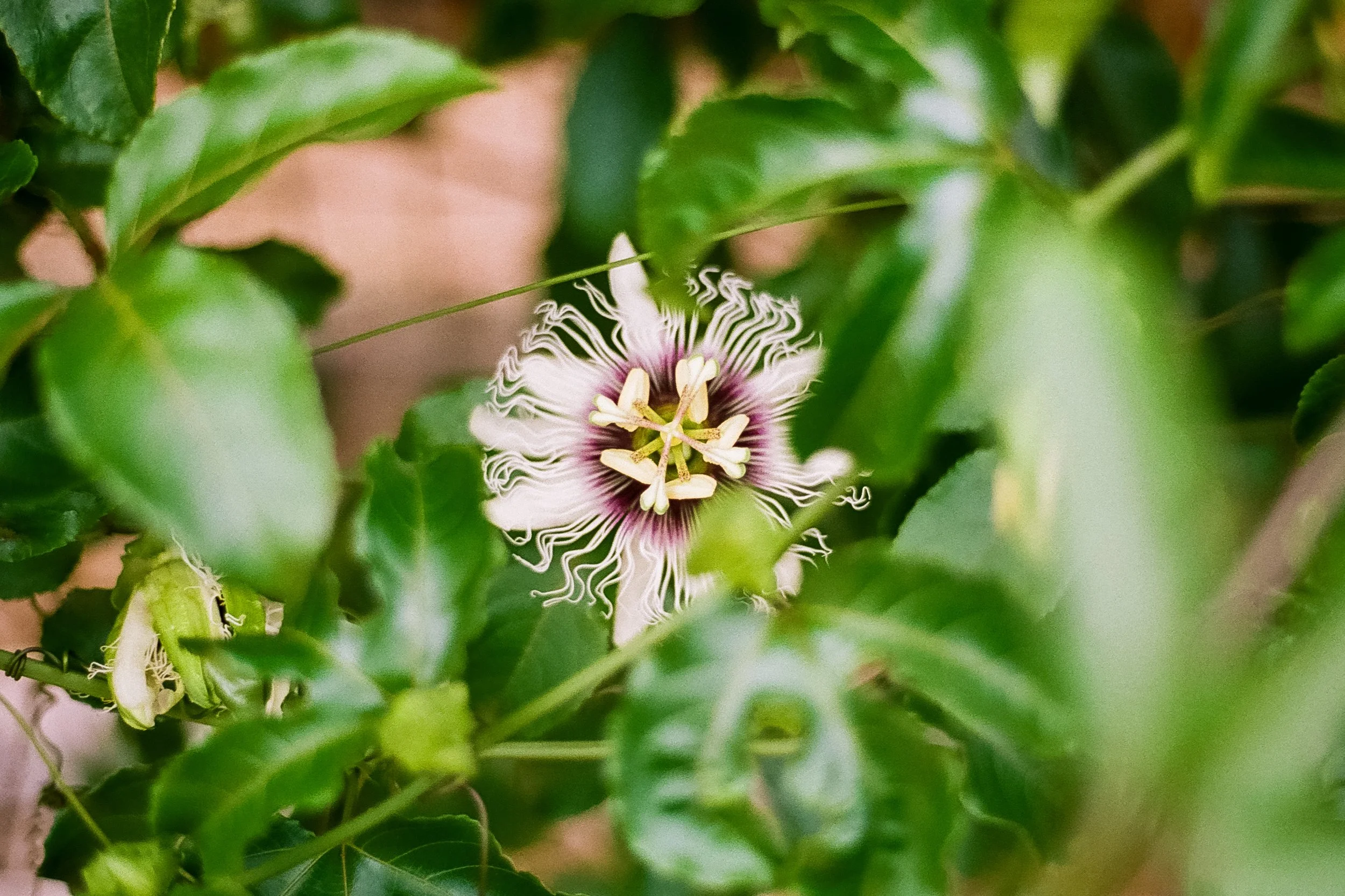 Plant Life-10.jpg