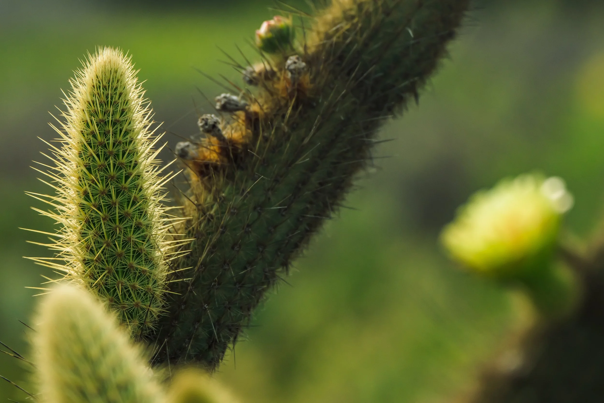 Plant Life-21.jpg