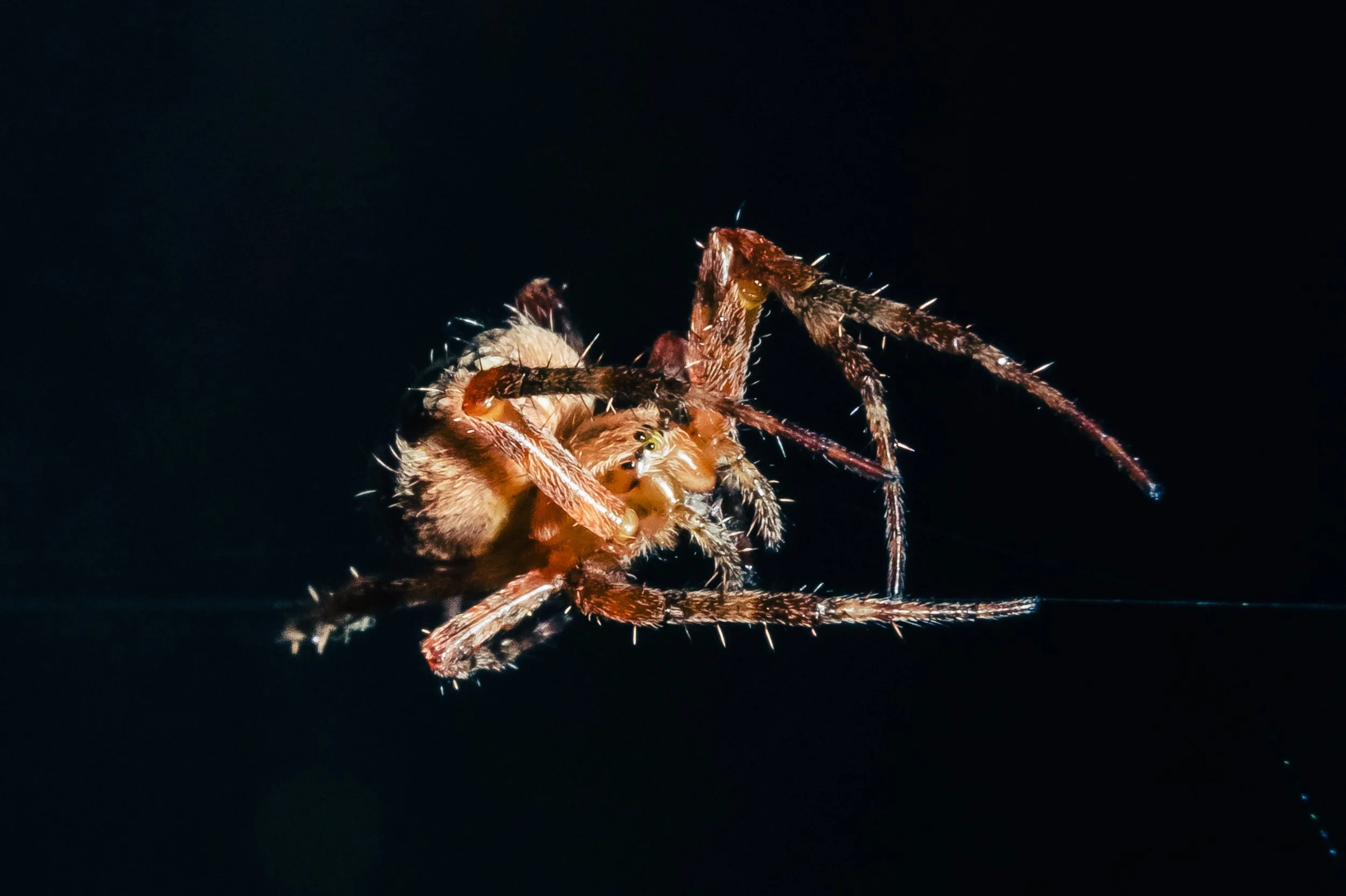 Spider-8.jpg