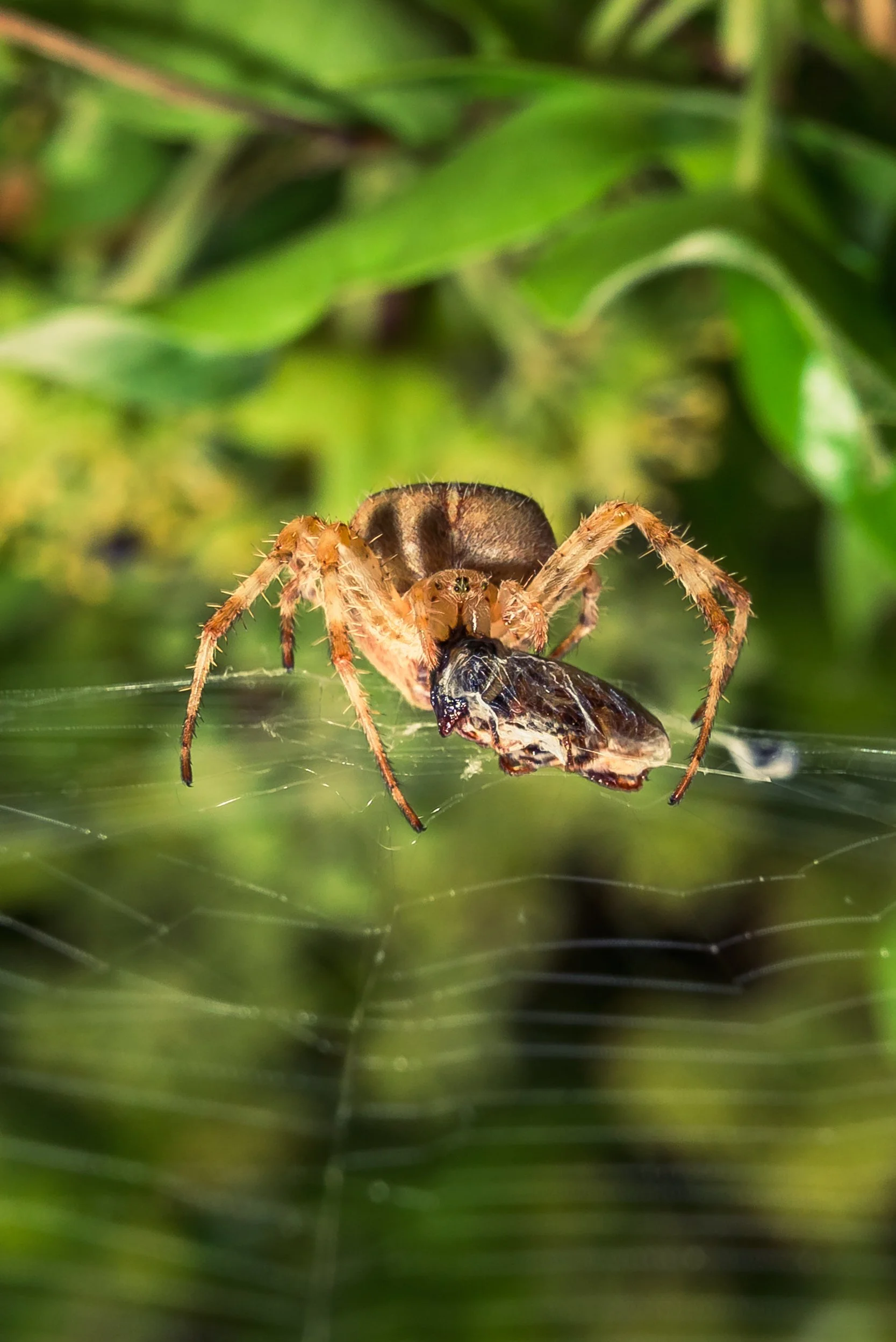 Spider-1.jpg