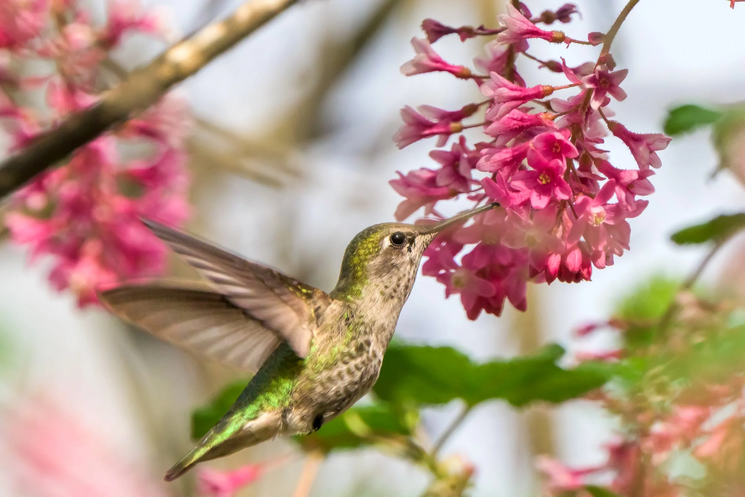 Bird-11.jpg