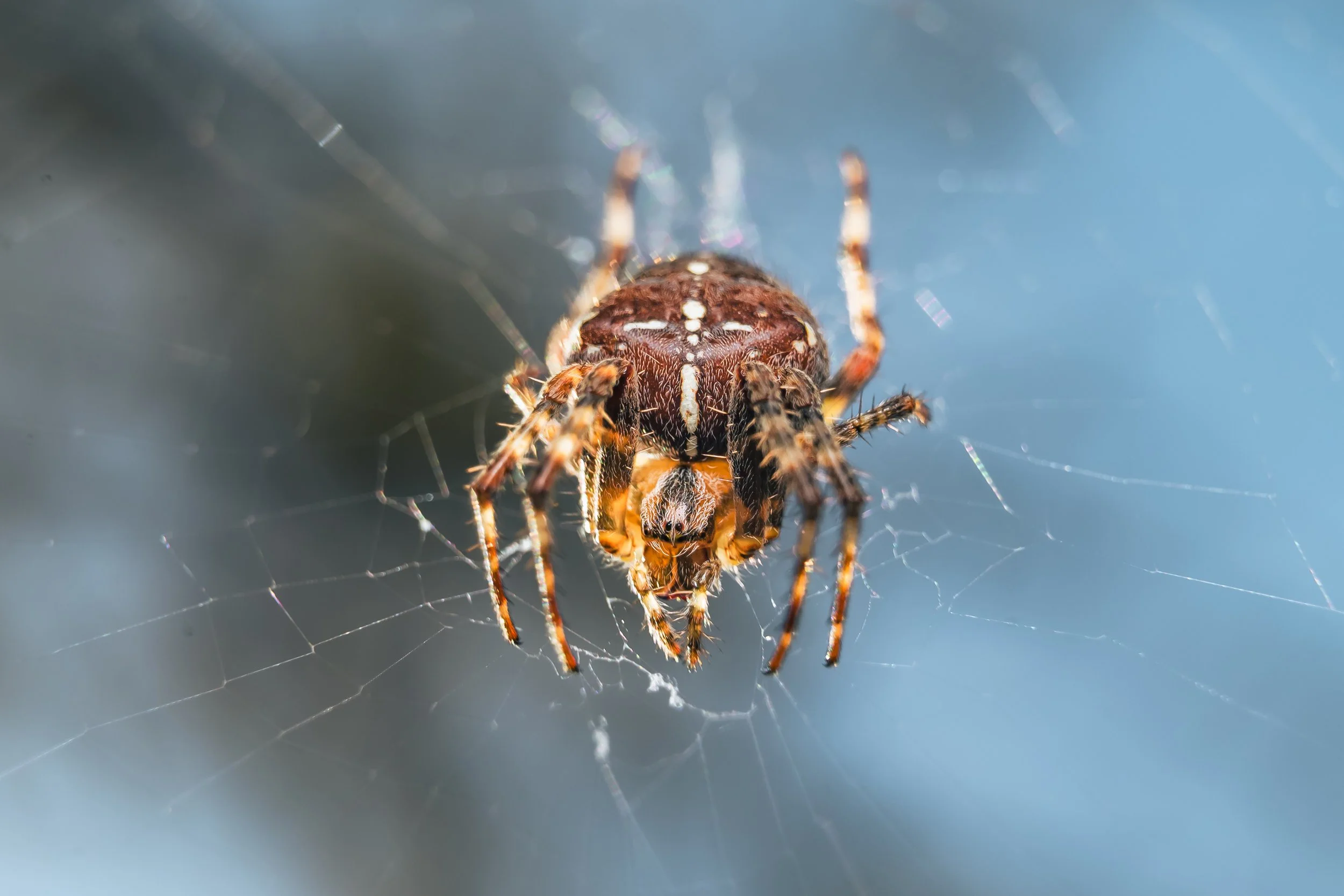 Spider-19.jpg
