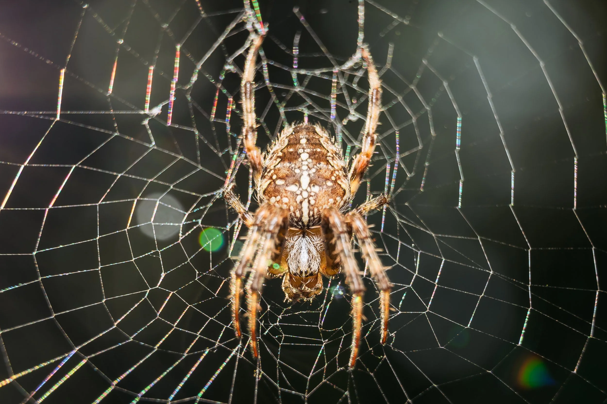 Spider-12.jpg