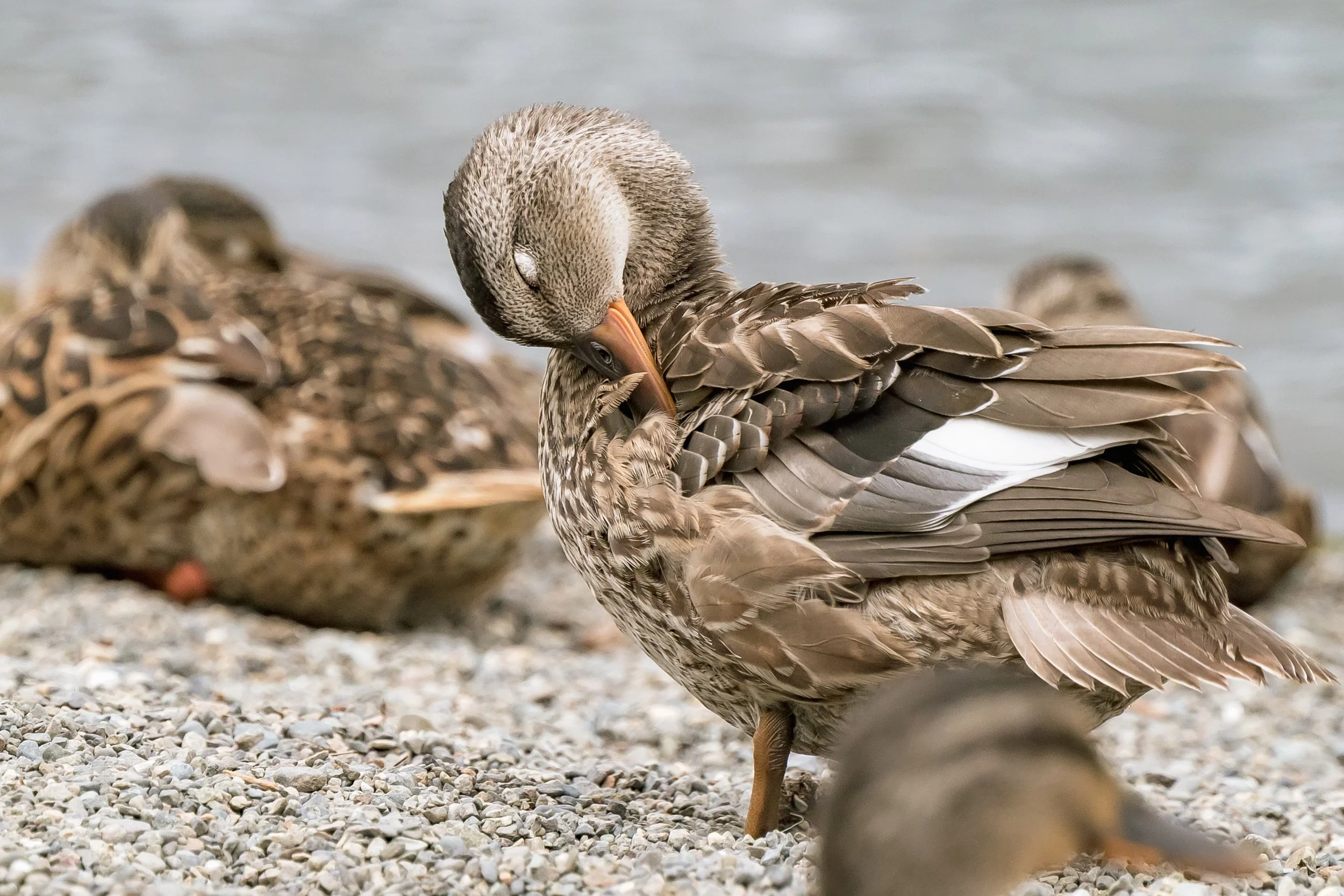Bird-6.jpg