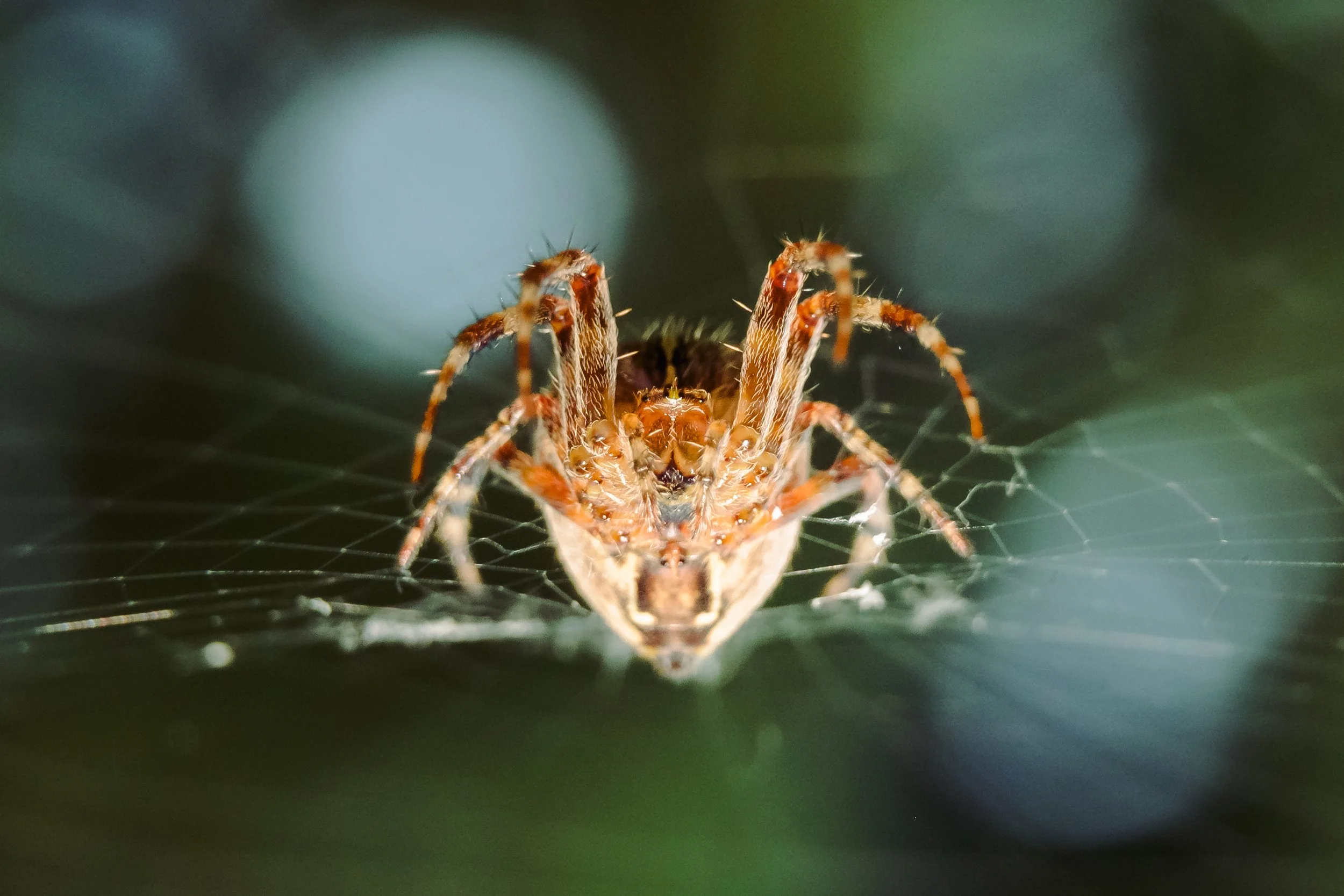 Spider-17.jpg