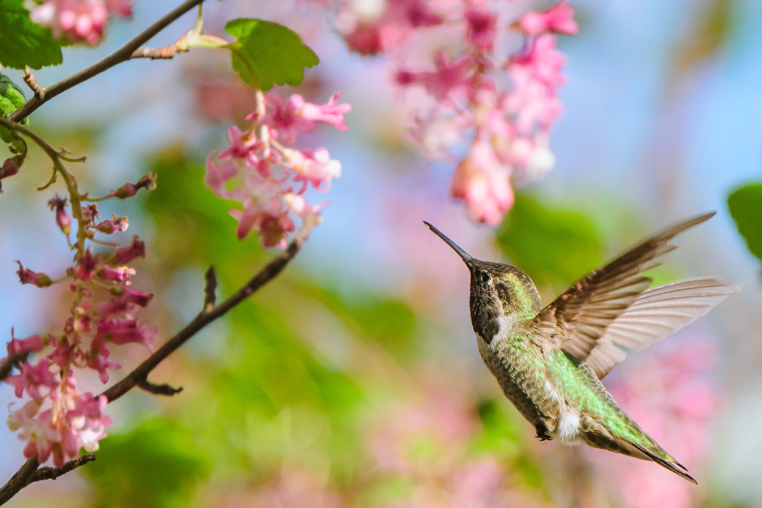 Bird-25.jpg
