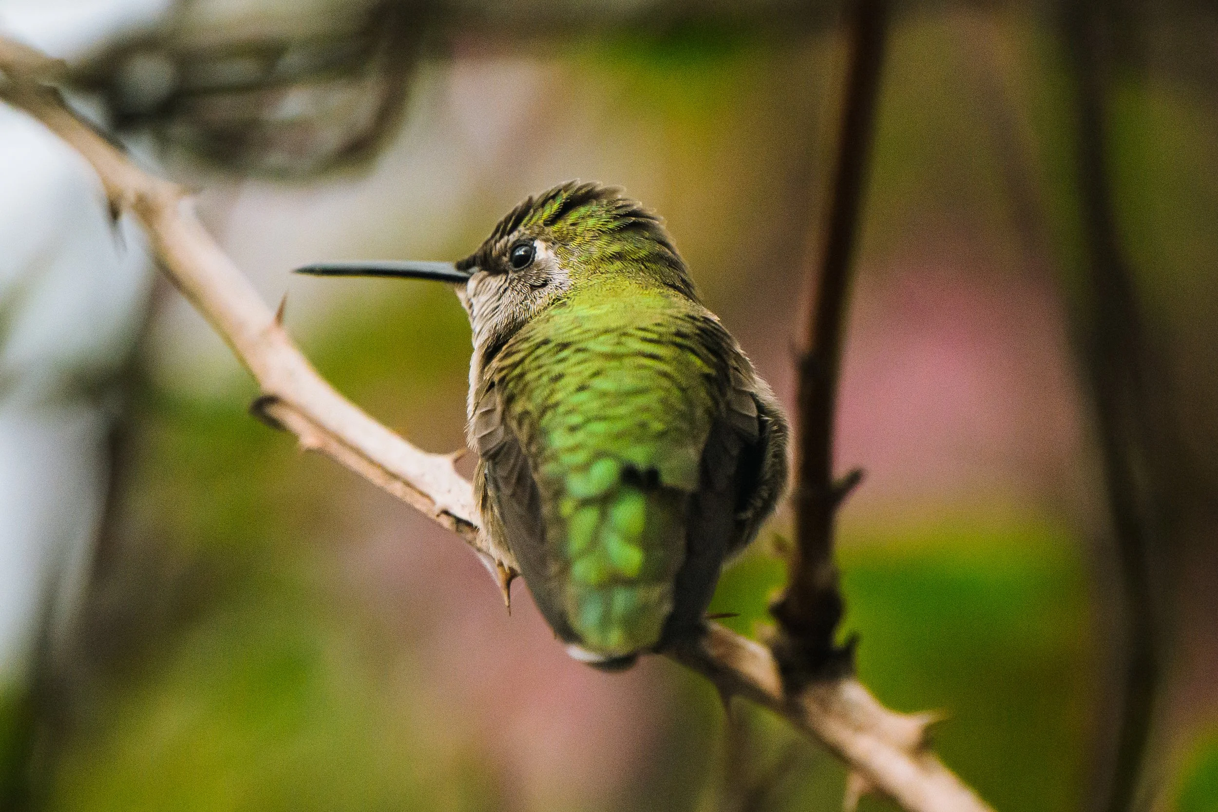 Bird-23.jpg