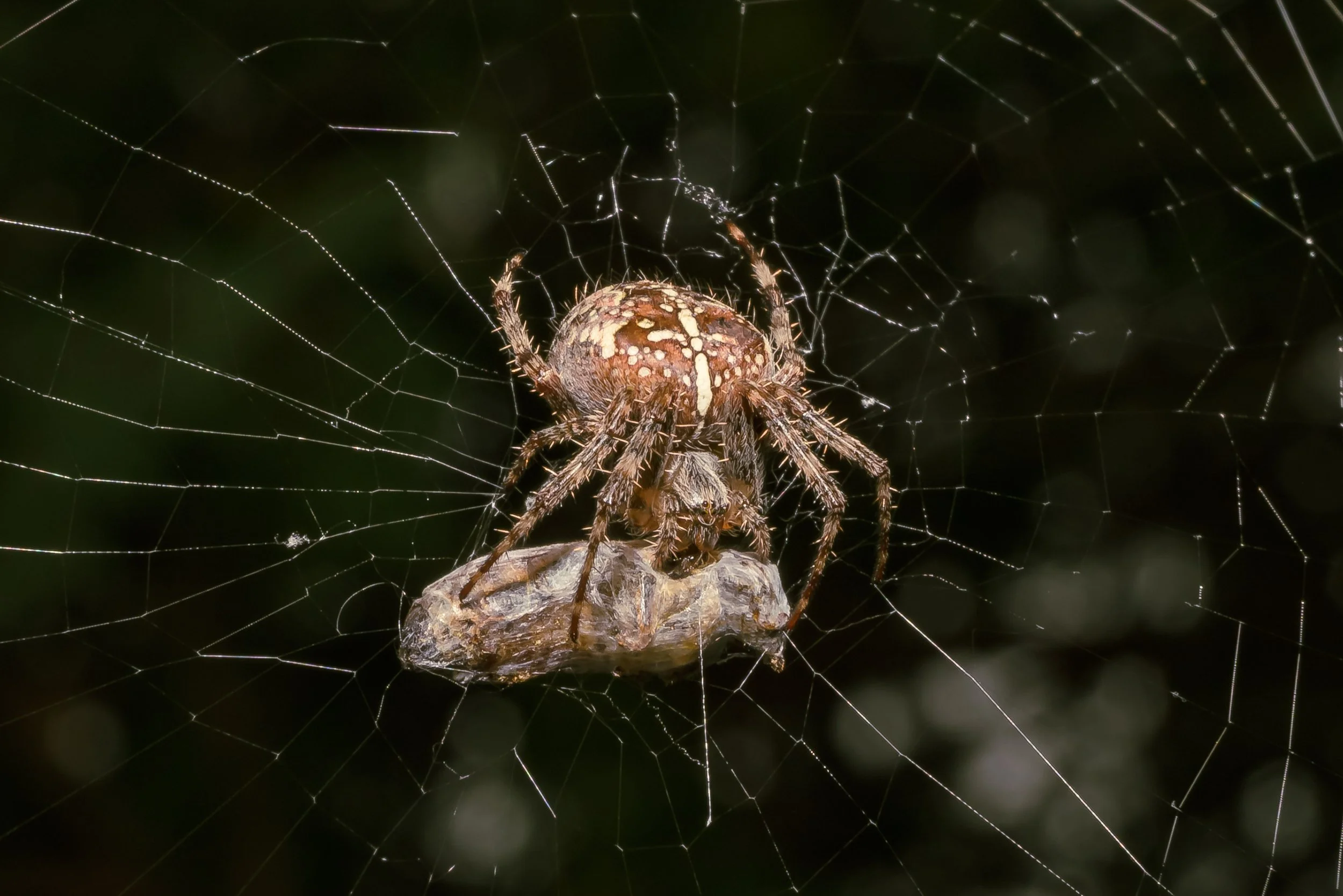 Spider-2.jpg