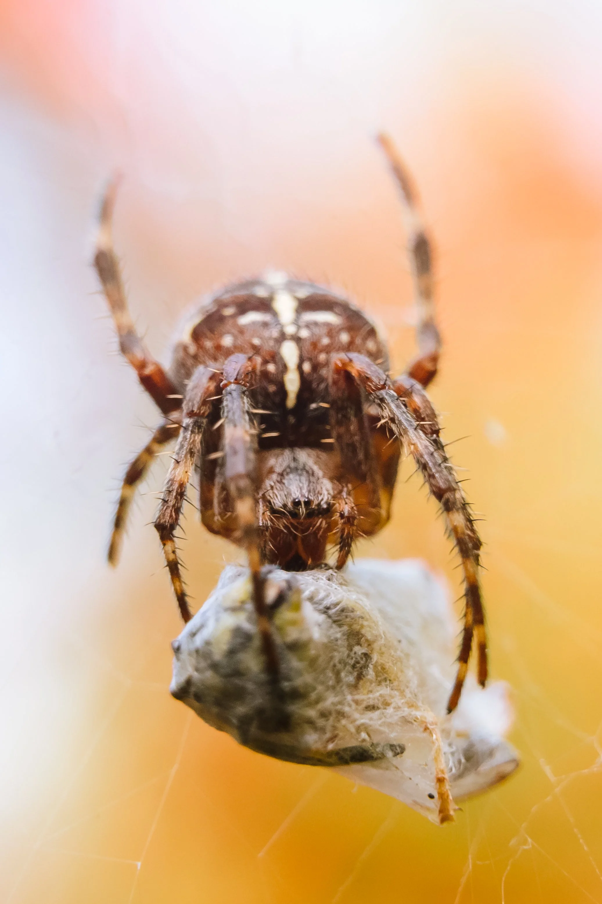 Spider-14.jpg