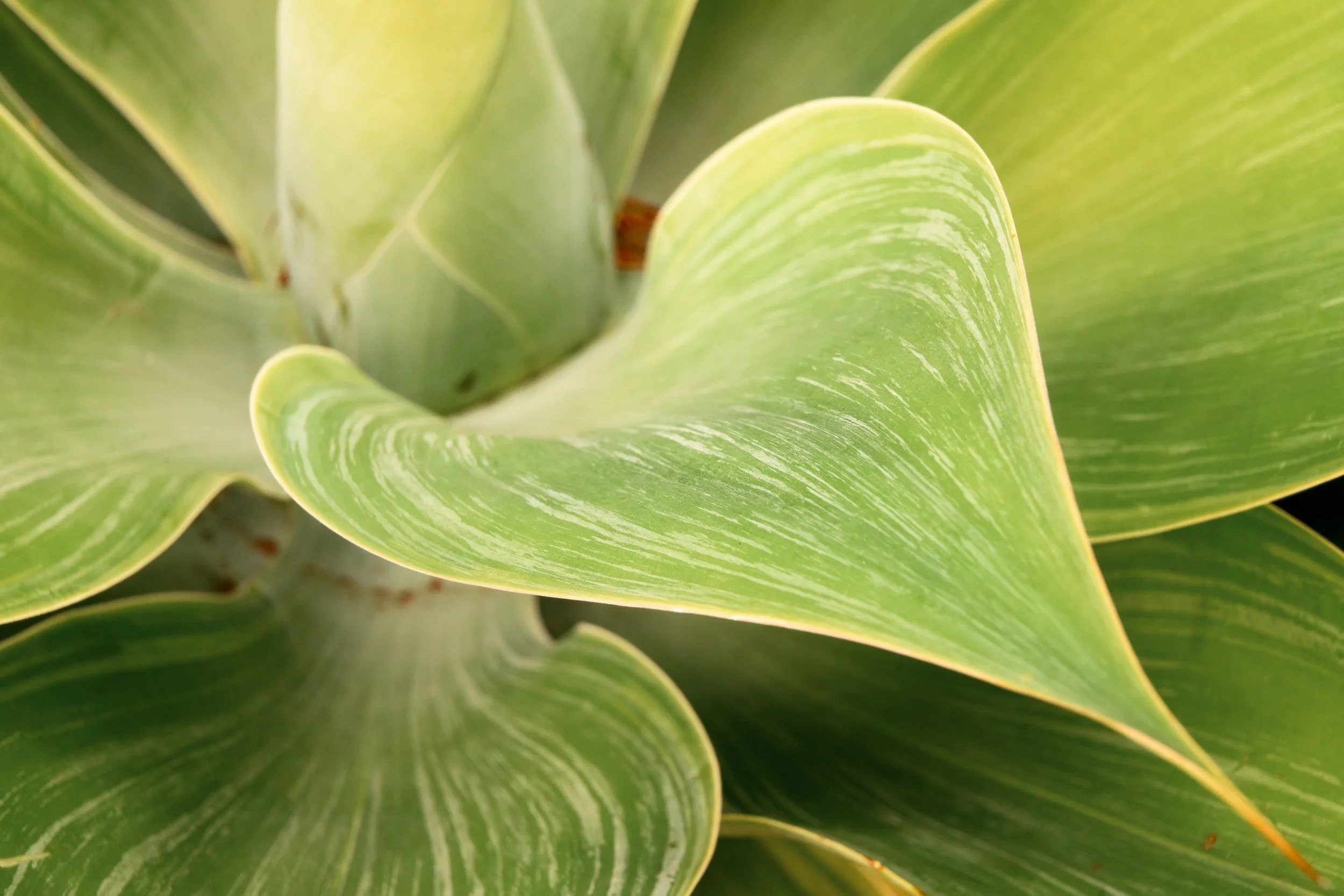 Plant Life-7.jpg