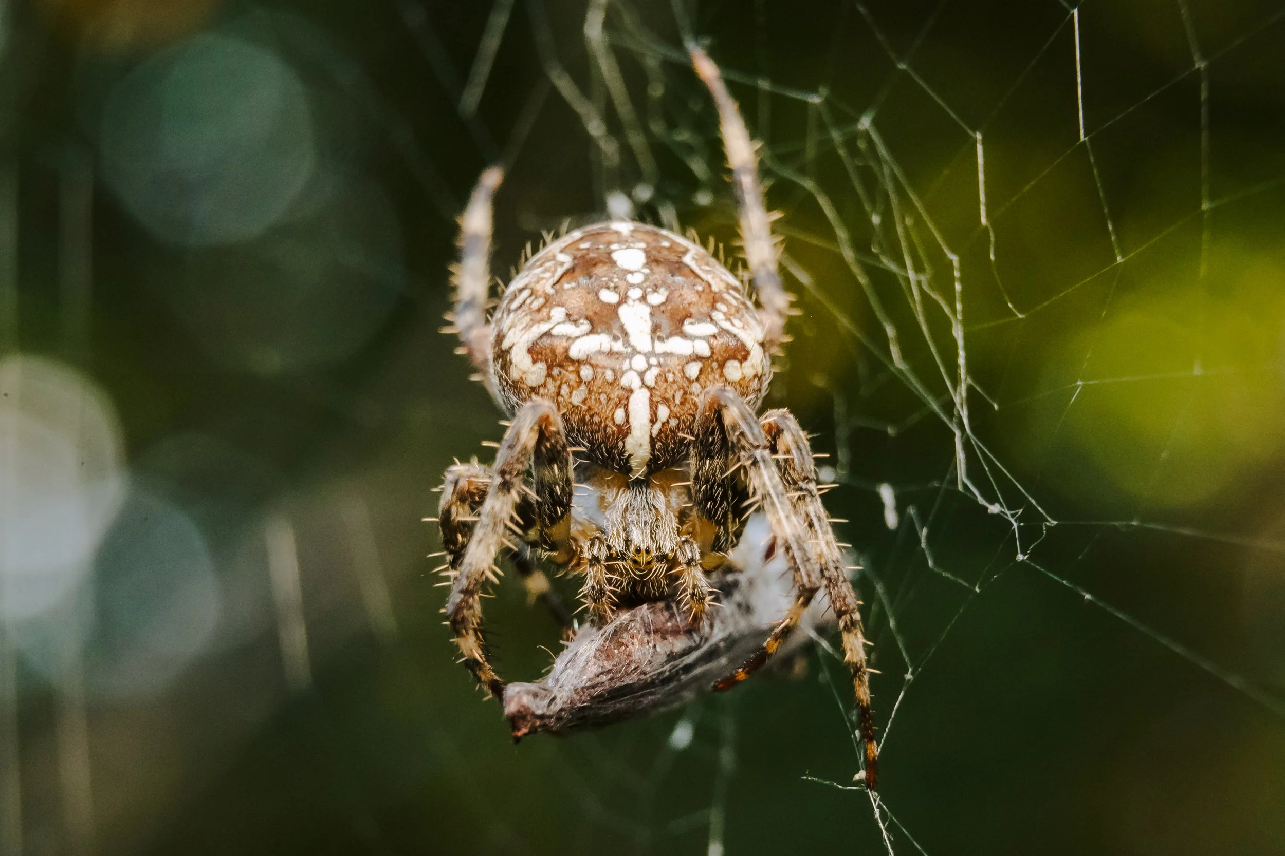 Spider-16.jpg
