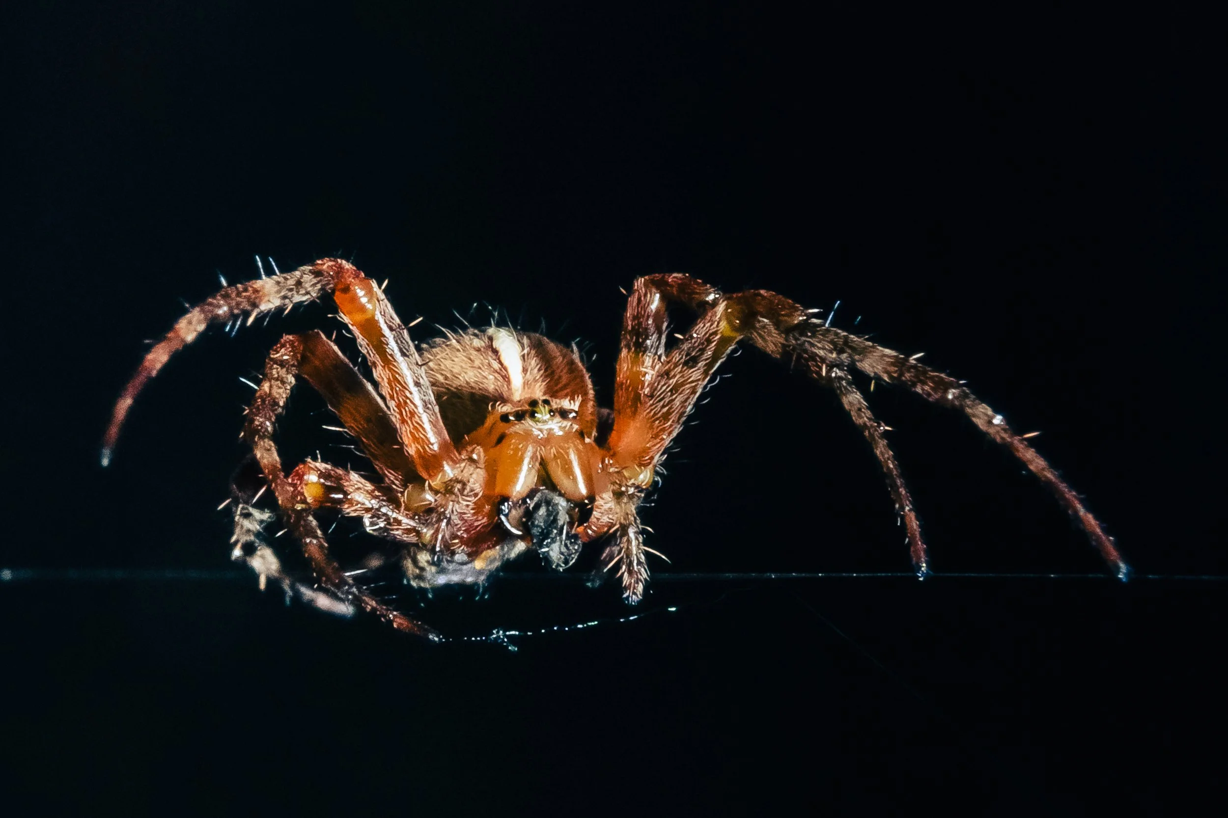 Spider-9.jpg