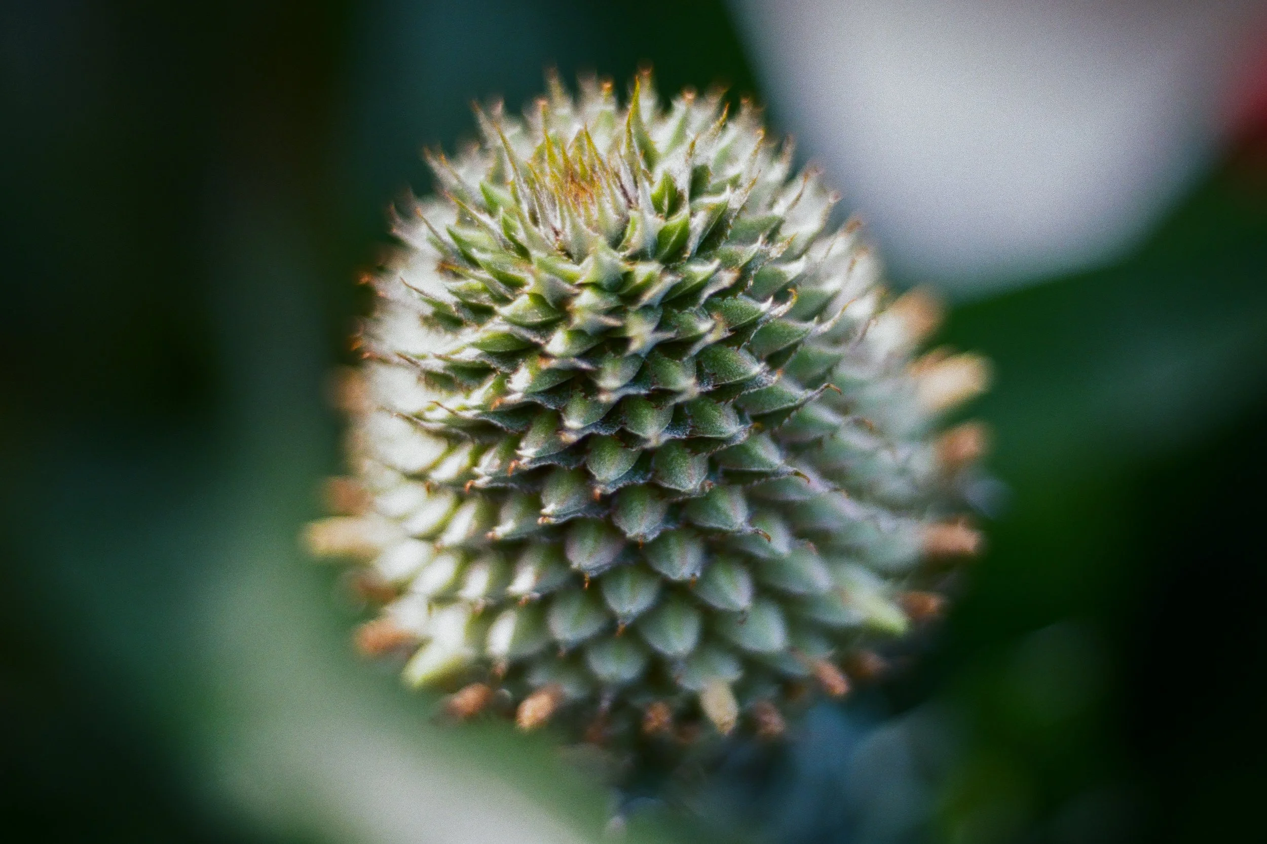 Plant Life-3.jpg