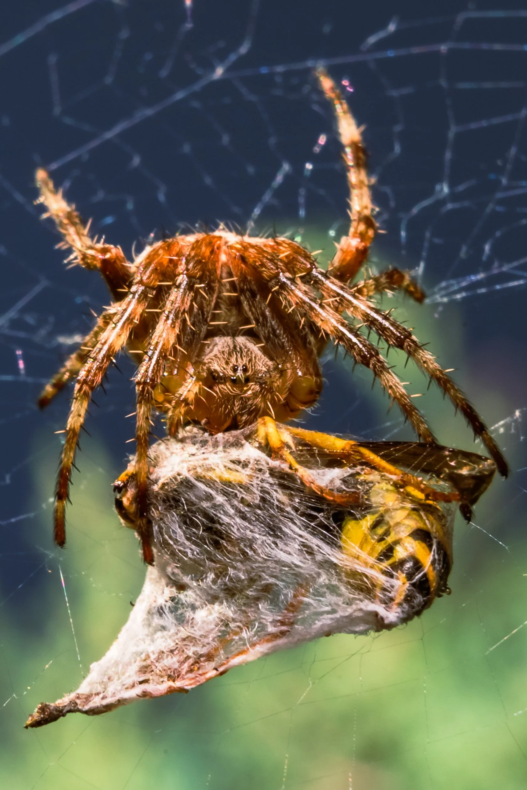 Spider-4.jpg