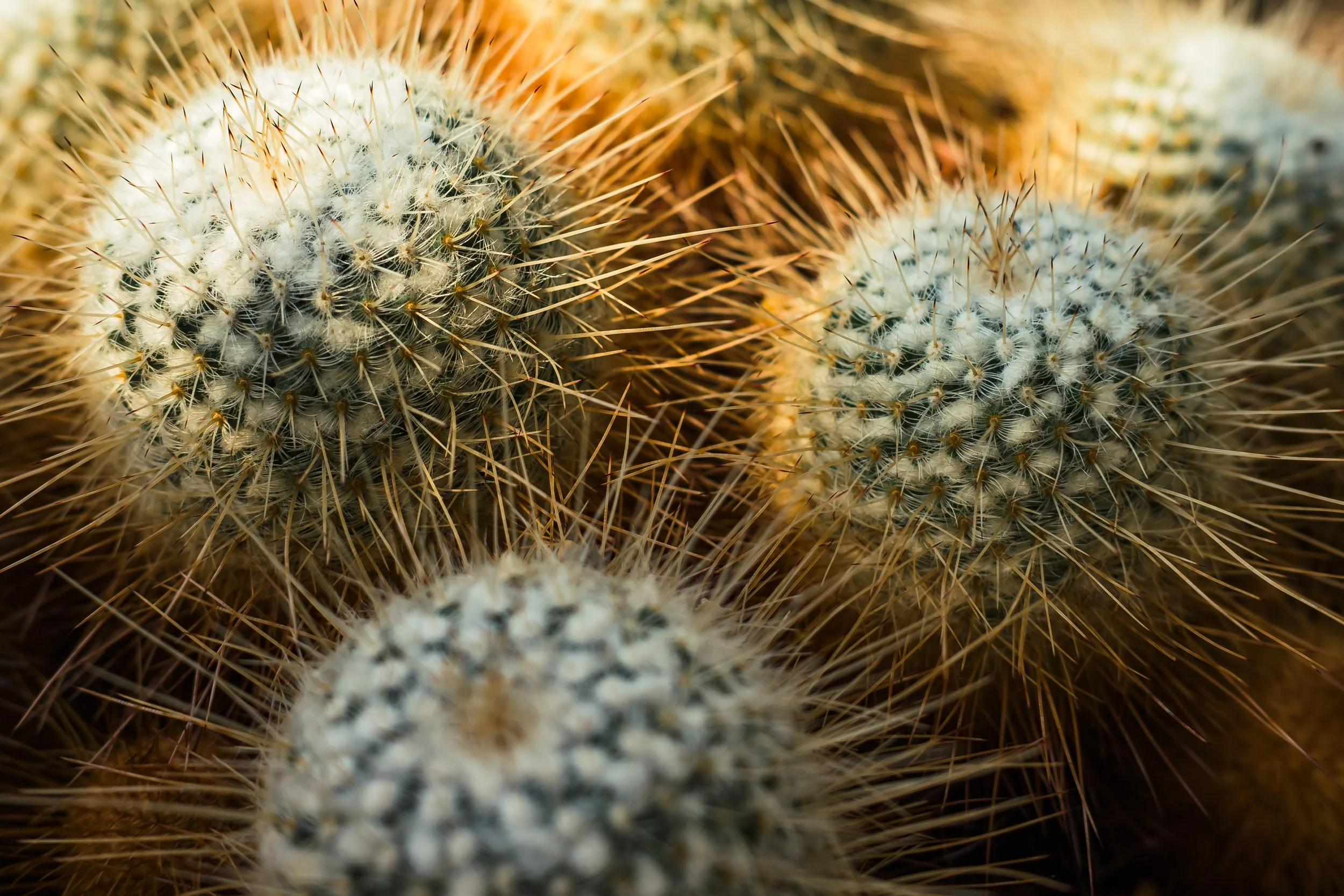 Plant Life-1.jpg