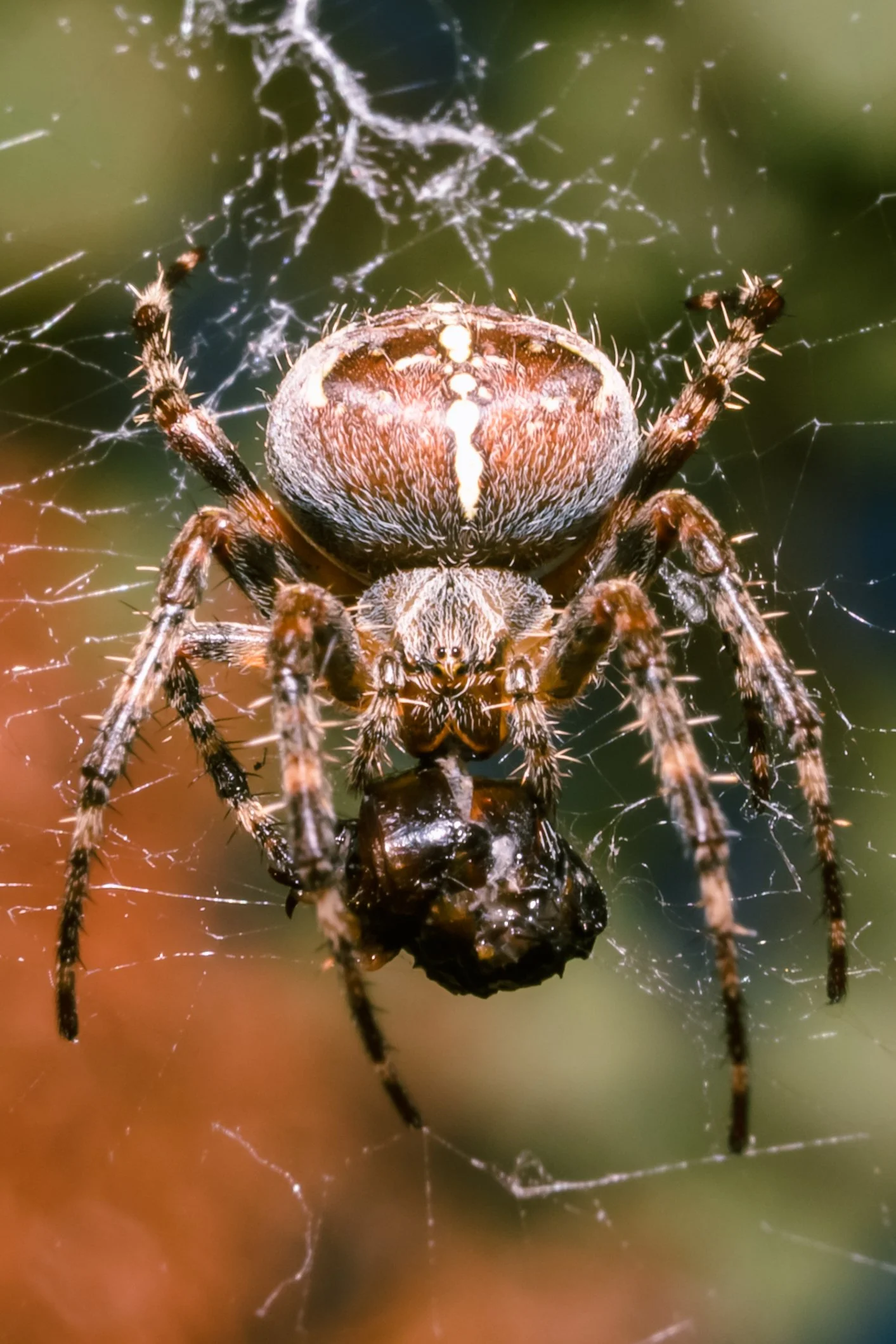 Spider-5.jpg