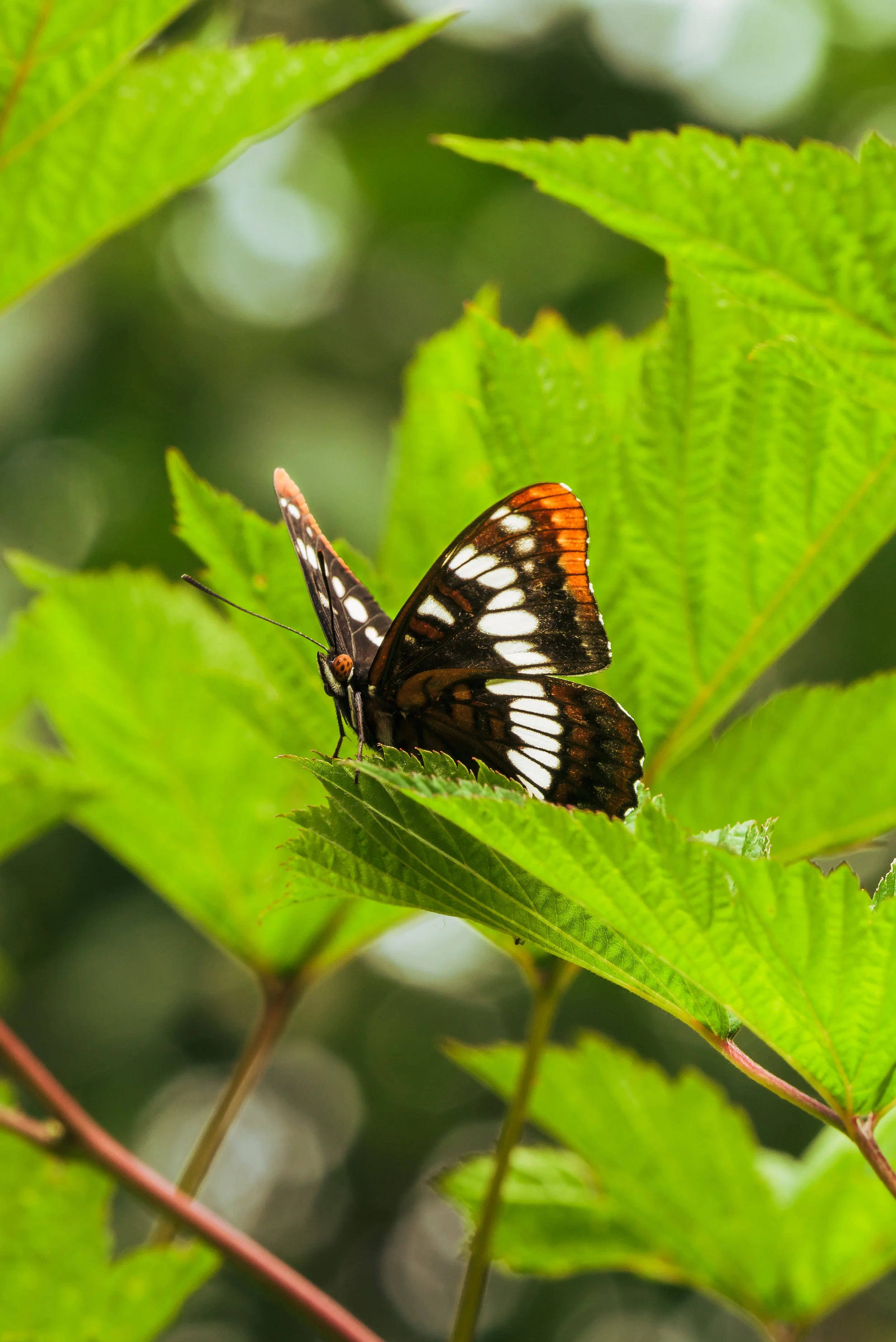Insect-4.jpg