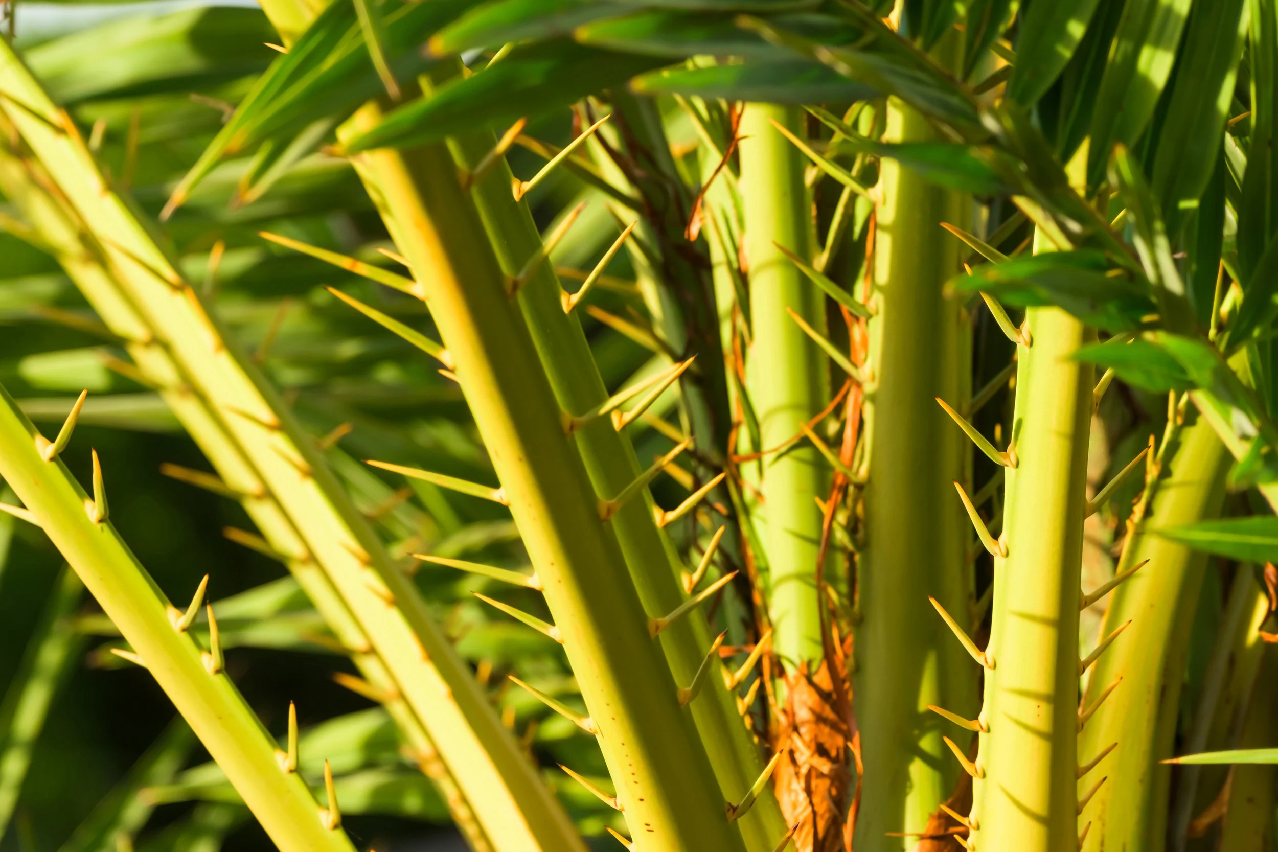 Plant Life-18.jpg