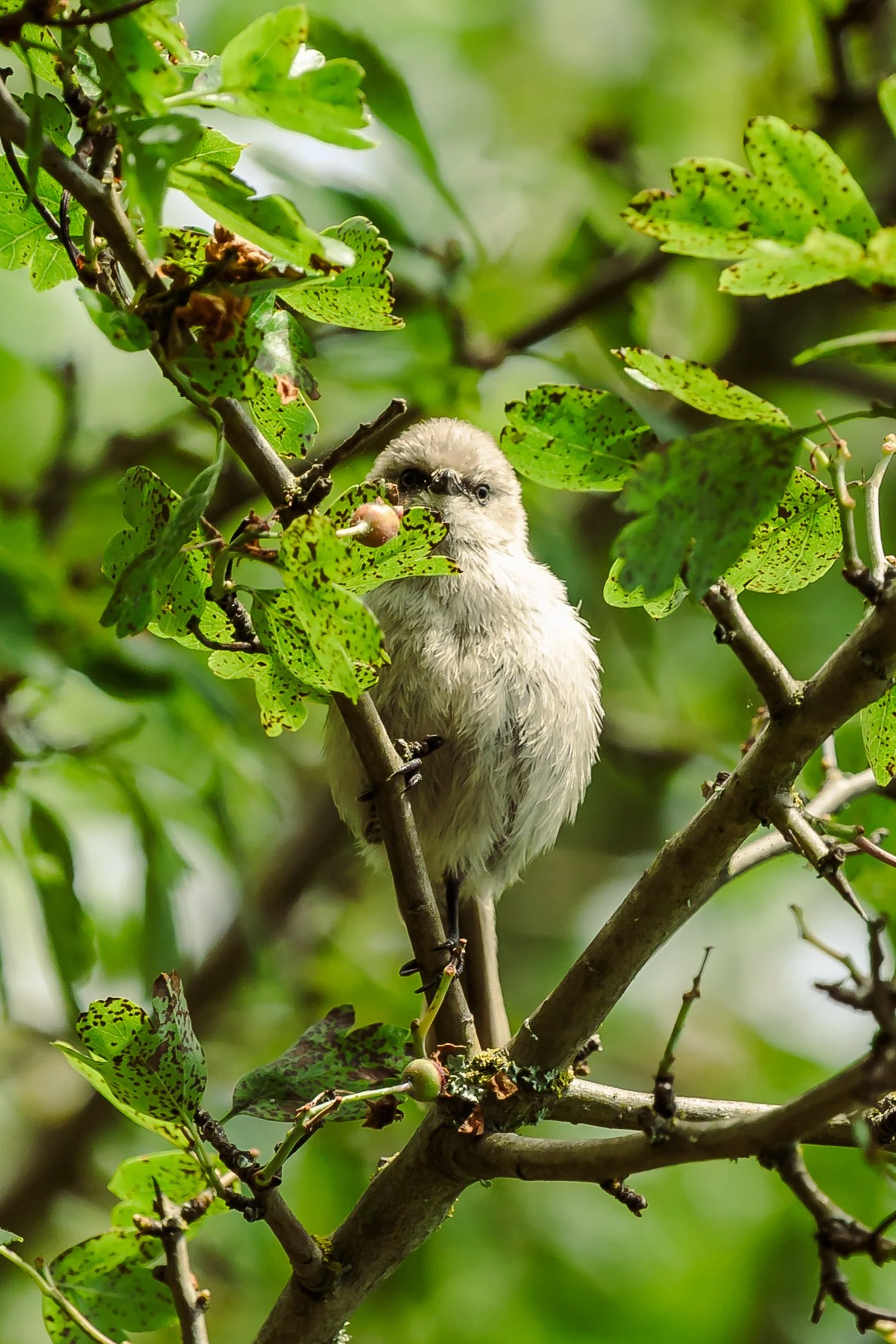 Bird-3.jpg
