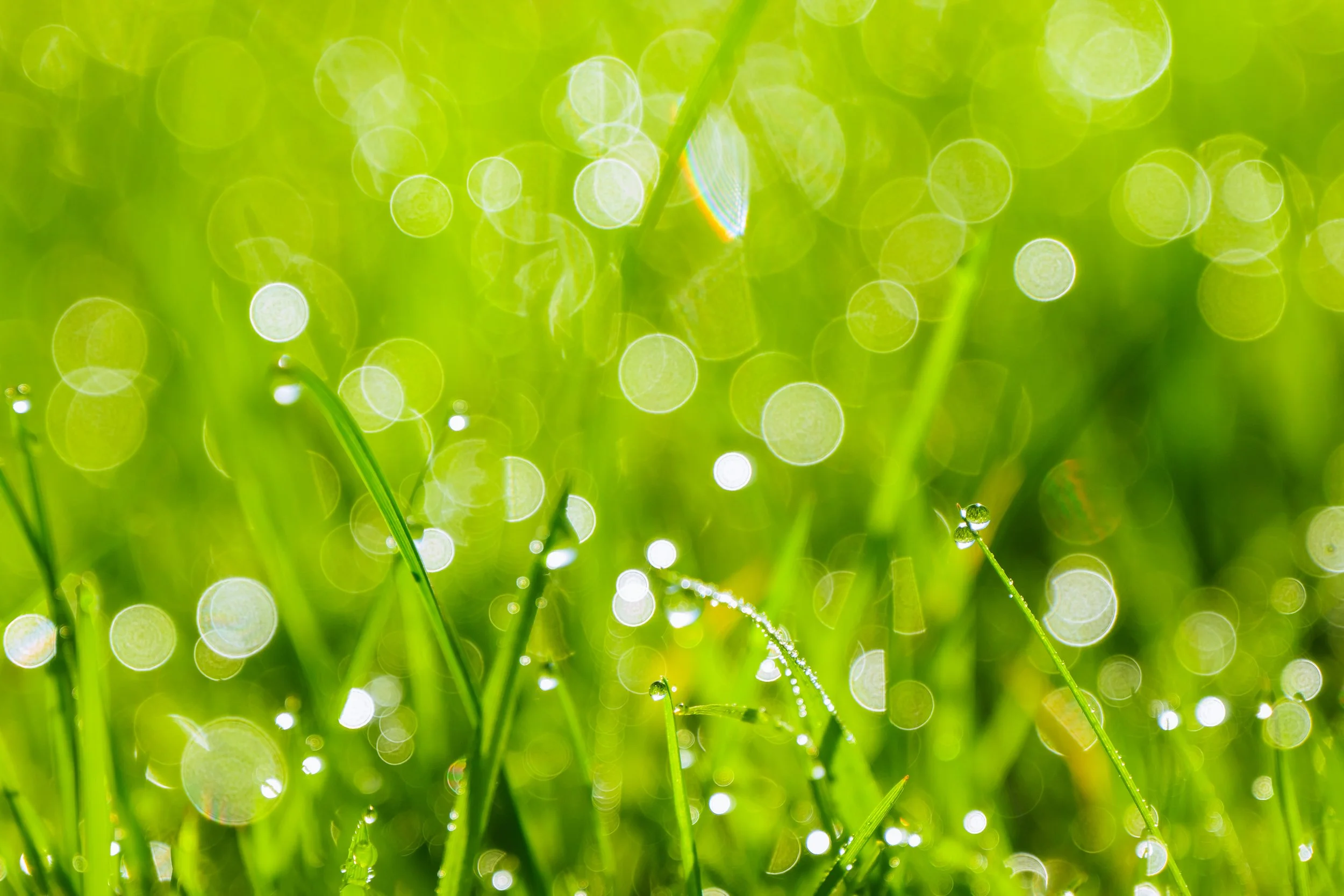 Plant Life-20.jpg