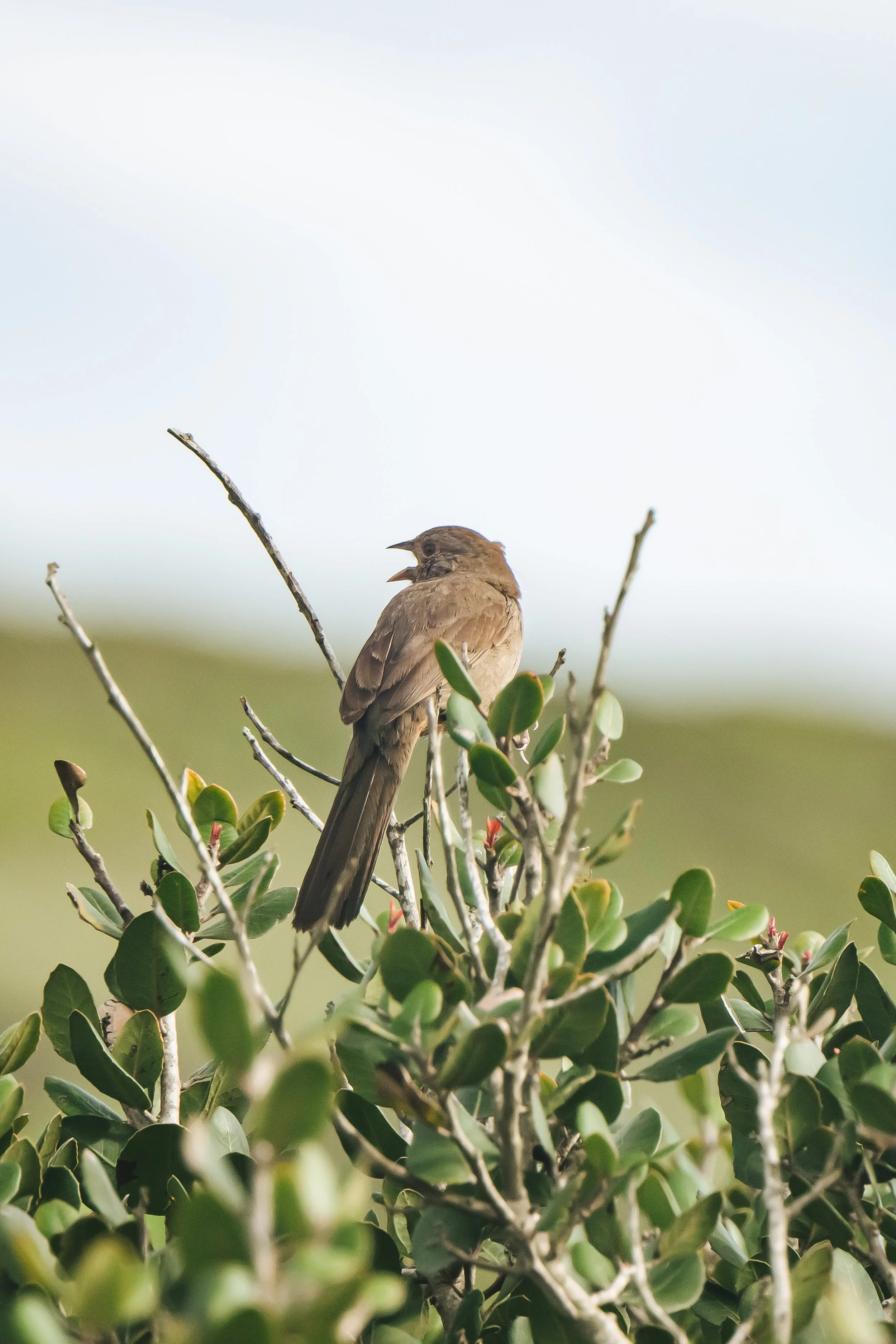 Bird-20.jpg