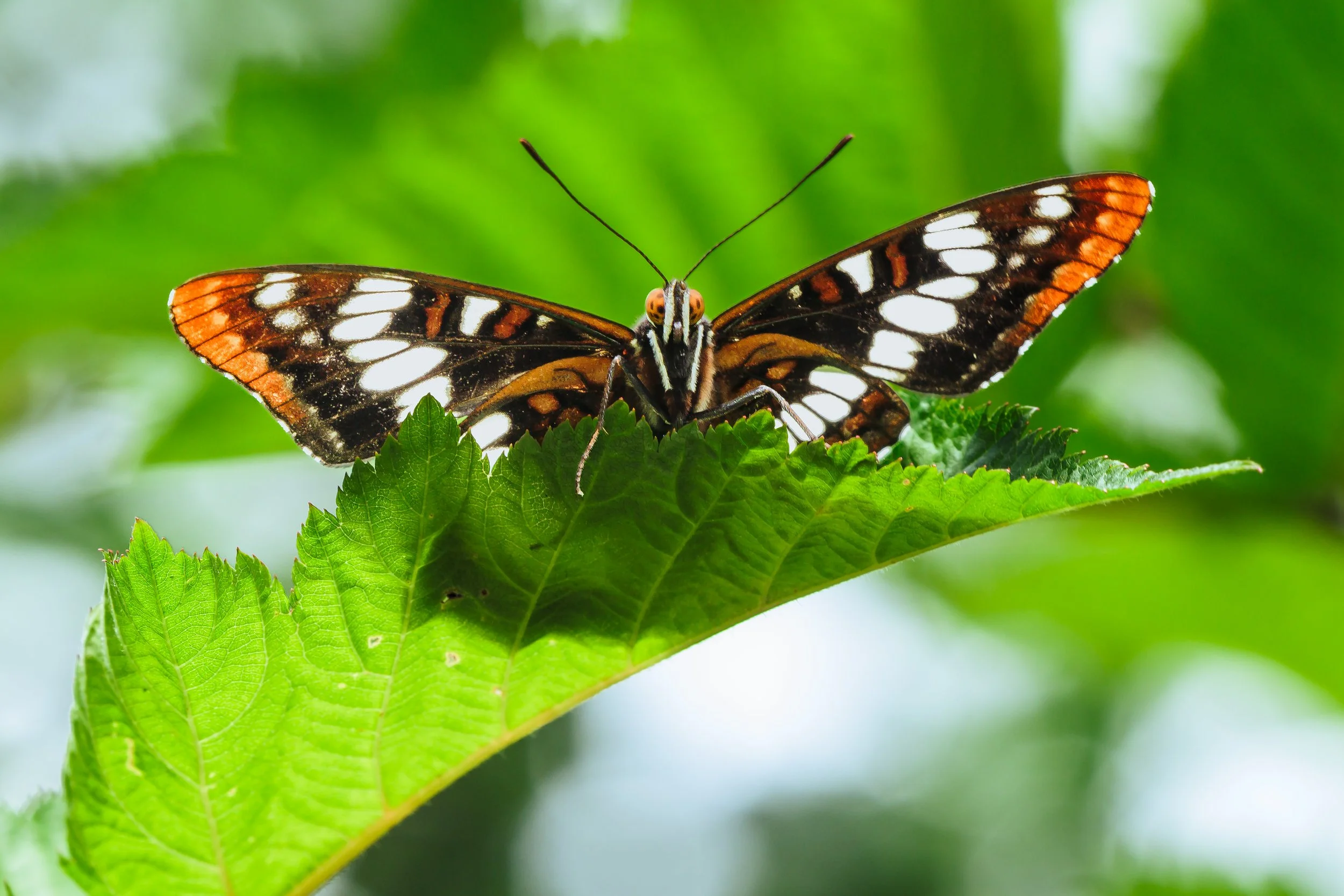 Insect-5.jpg
