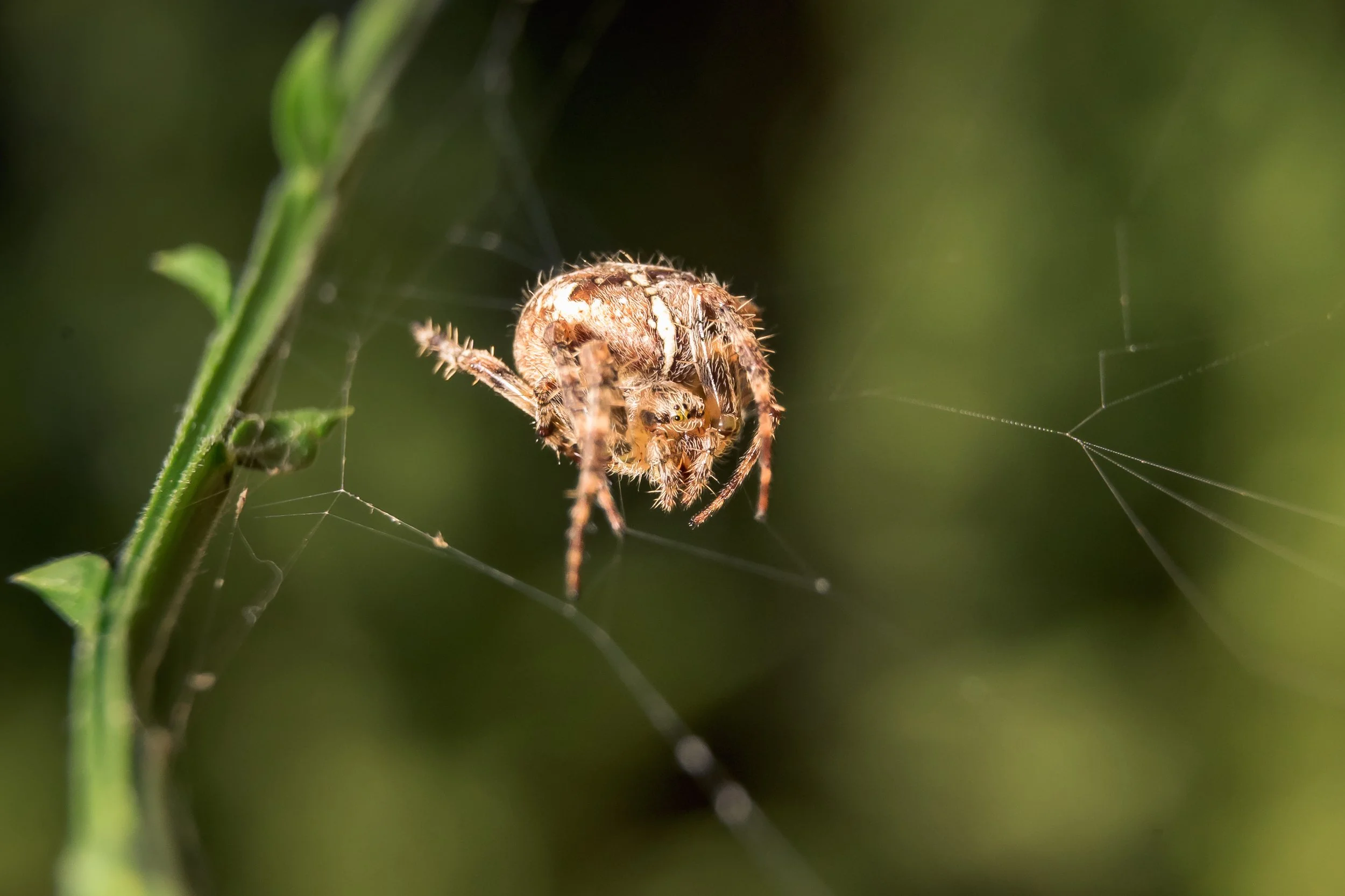 Spider-15.jpg